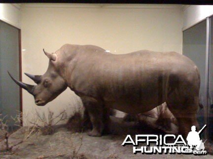 Taxidermy White Rhino