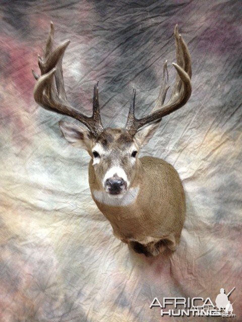 Taxidermy Whitetail