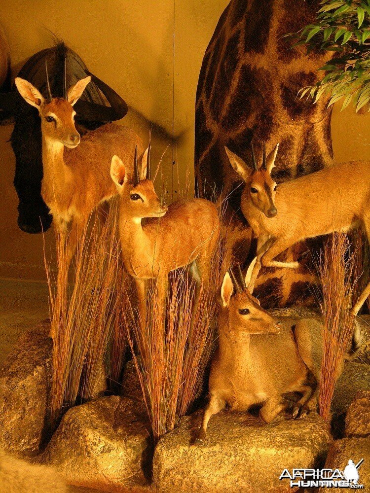 Taxidermy