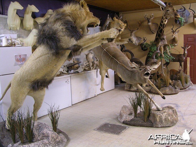 Taxidermy