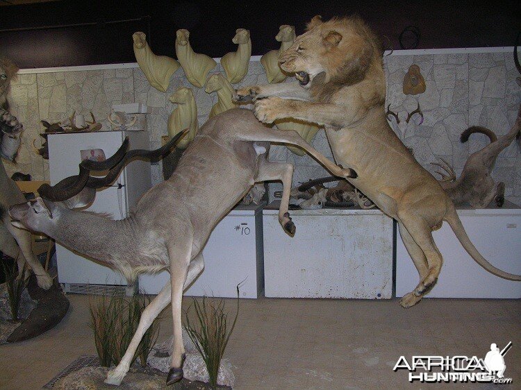 Taxidermy