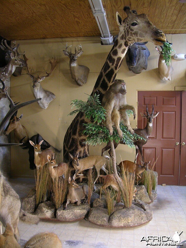 Taxidermy