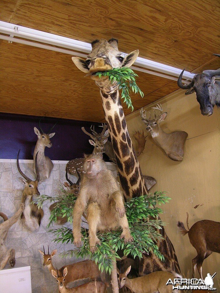 Taxidermy