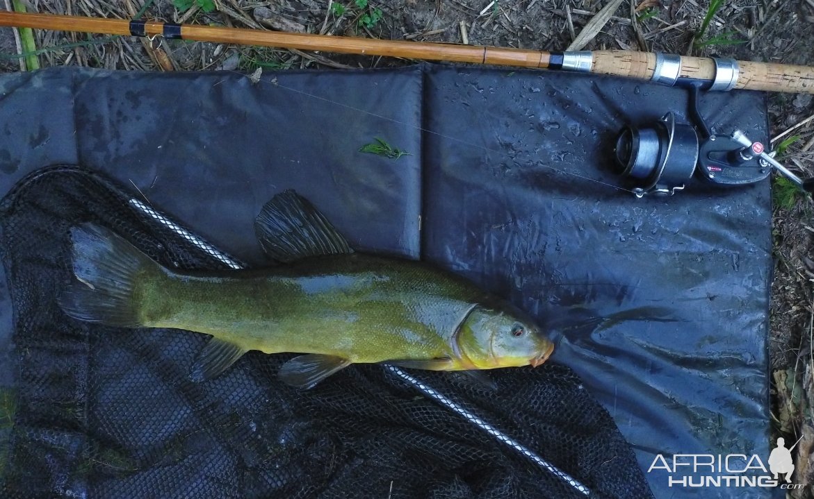 Tench Fishing Italy