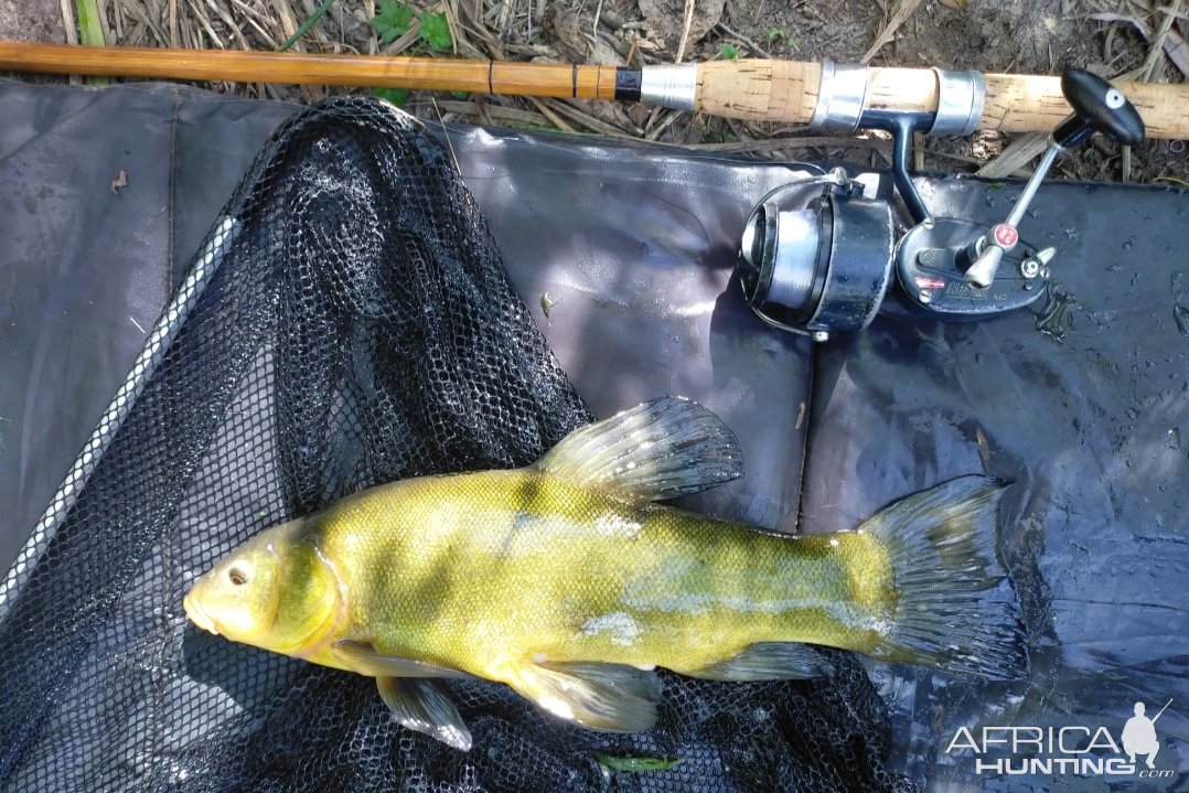 Tench Fishing Italy