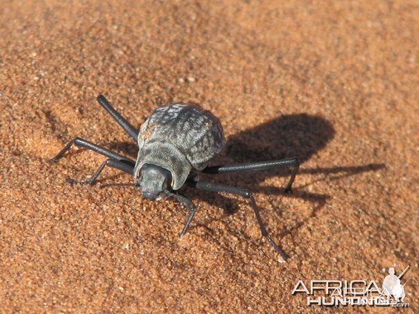 Tenebrionid Beetle