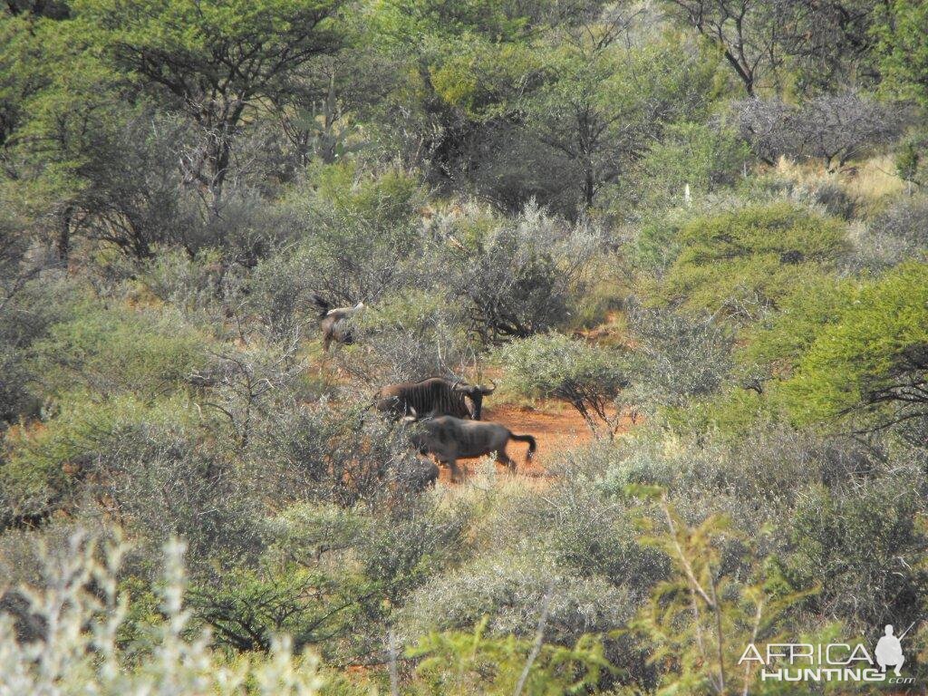 Terrain and sightings Blue Wildebeest Hartzview Hunting Safaris