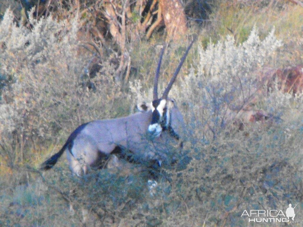 Terrain and sightings Gemsbok Hartzview Hunting Safaris