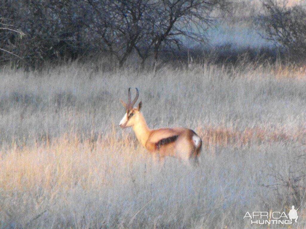 Terrain and sightings Hartzview Hunting Safaris Copper Springbok