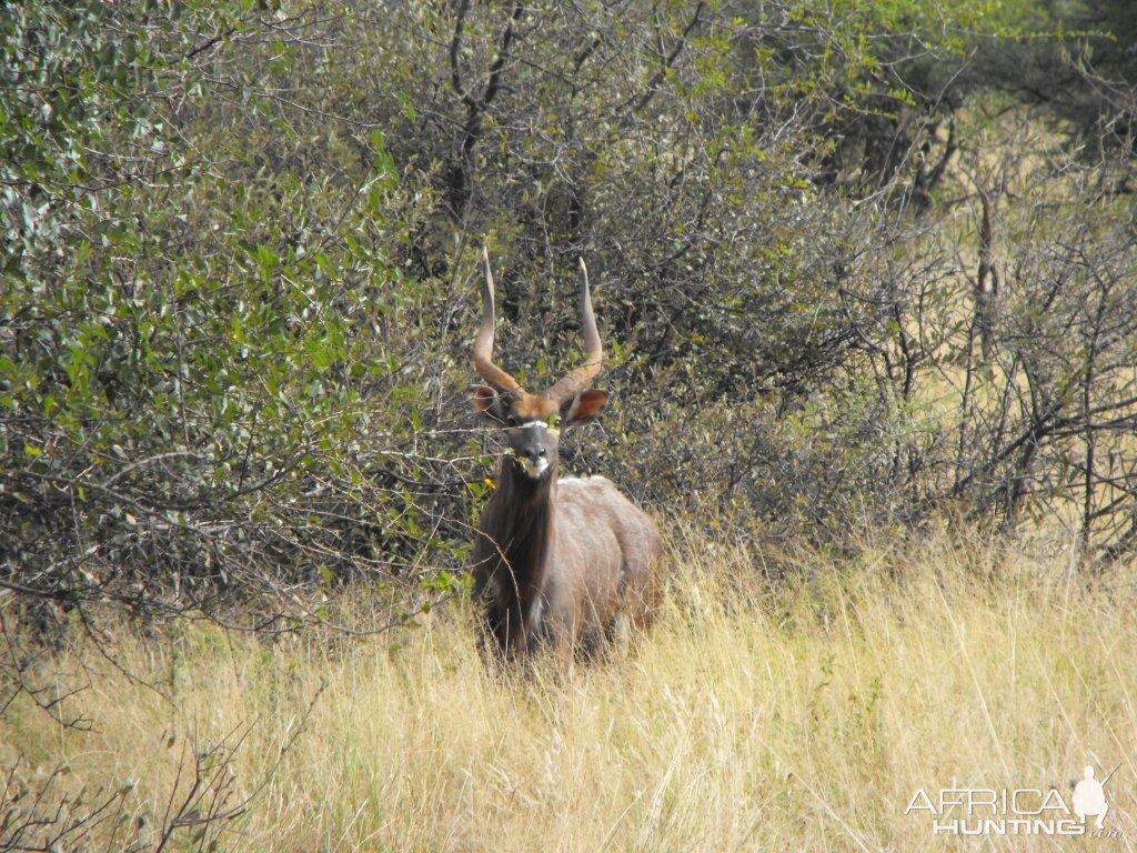 Terrain and sightings Hartzview Hunting Safaris Nyala