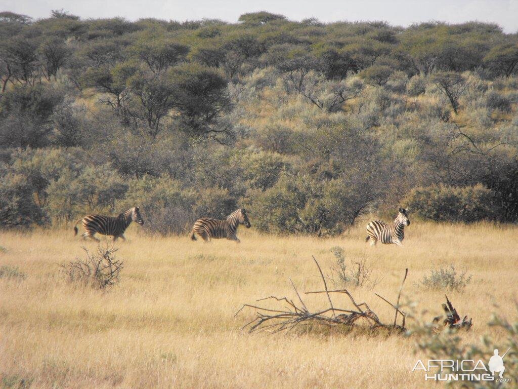 Terrain and sightings Hartzview Hunting Safaris Zebra