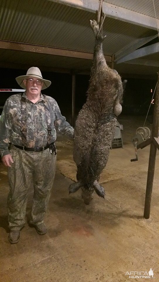 Texas Boar