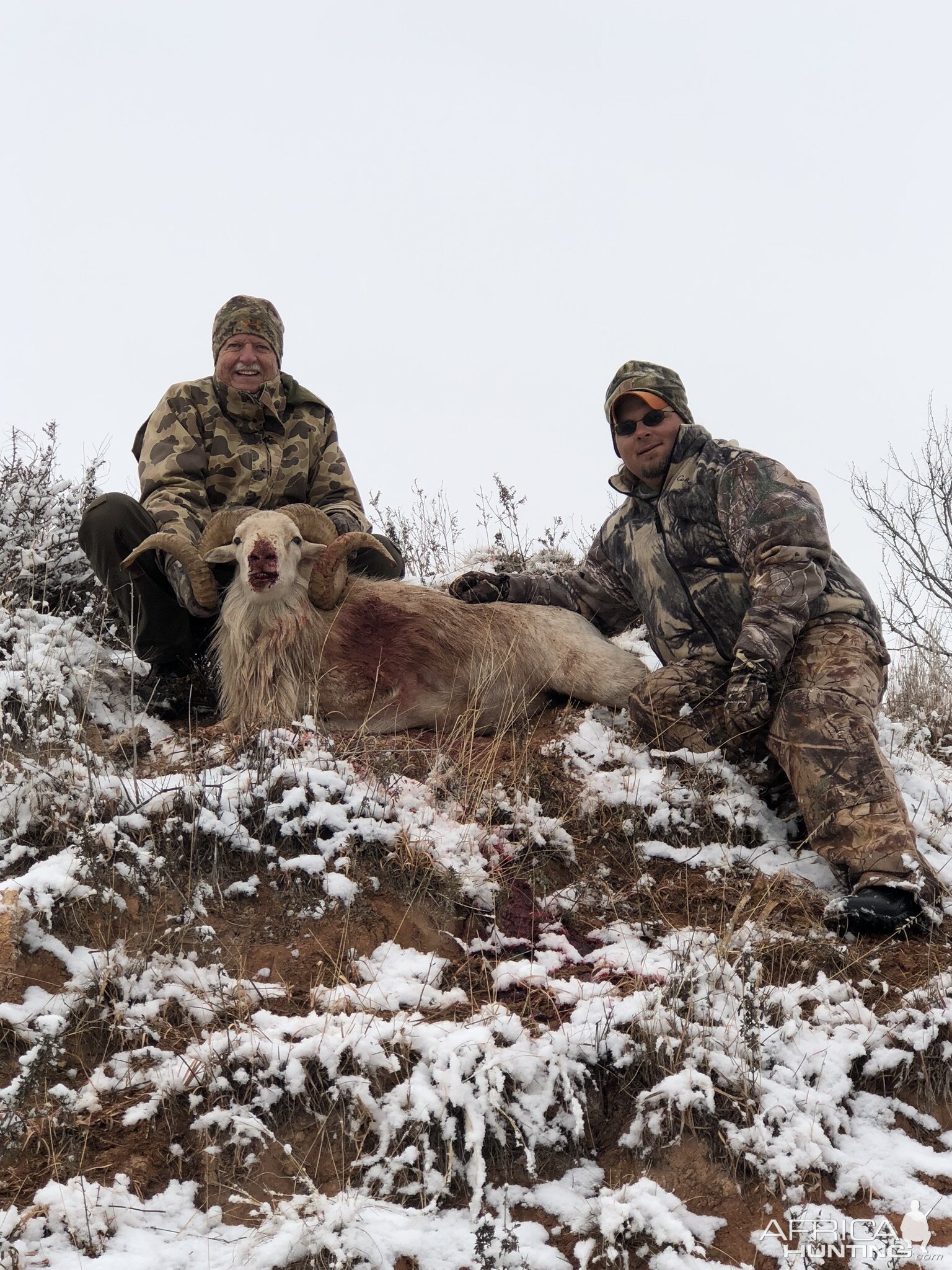 Texas Dall Sheep Hunting Texas USA