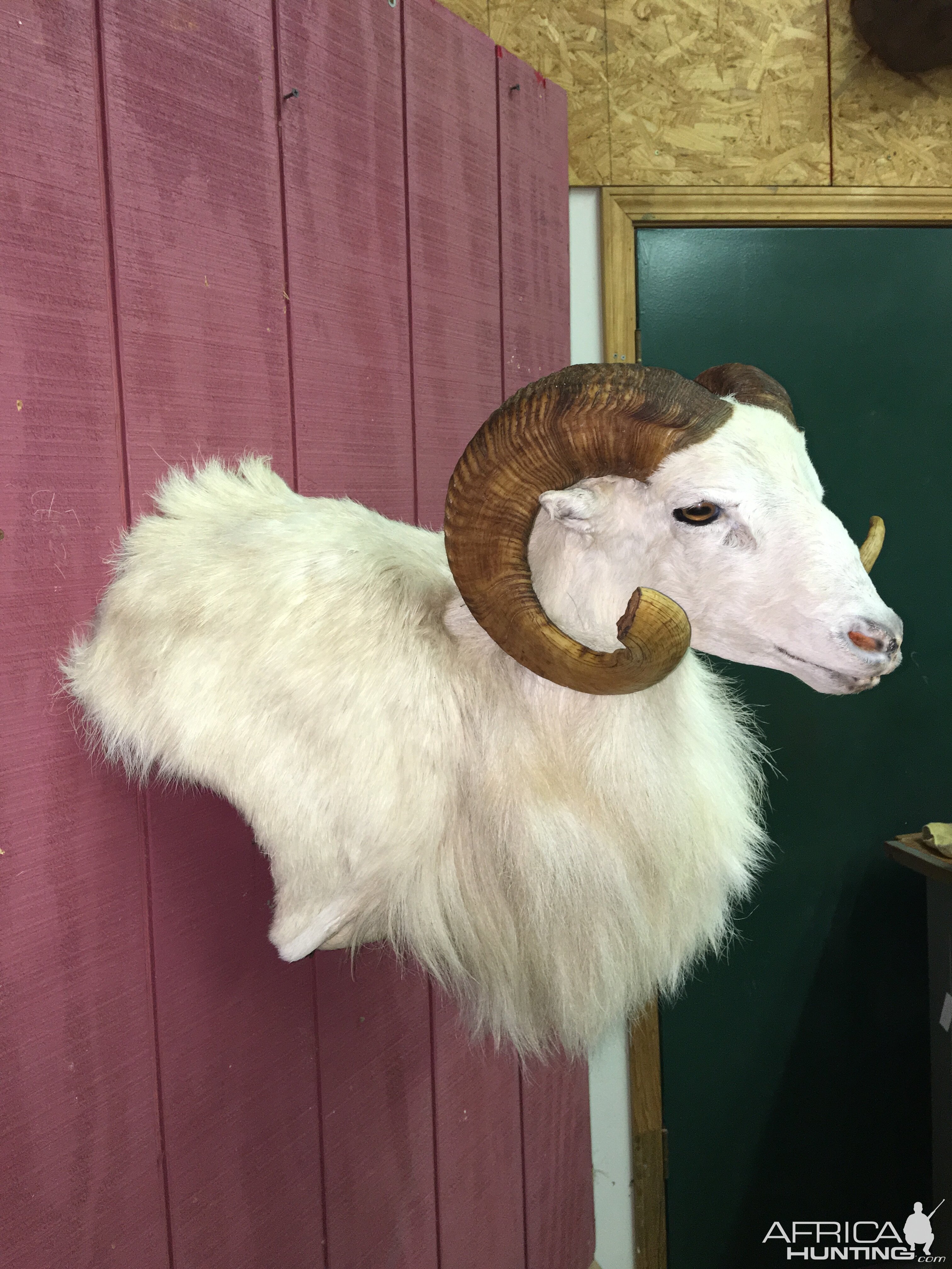 Texas Dall Sheep Shoulder Mount Taxidermy