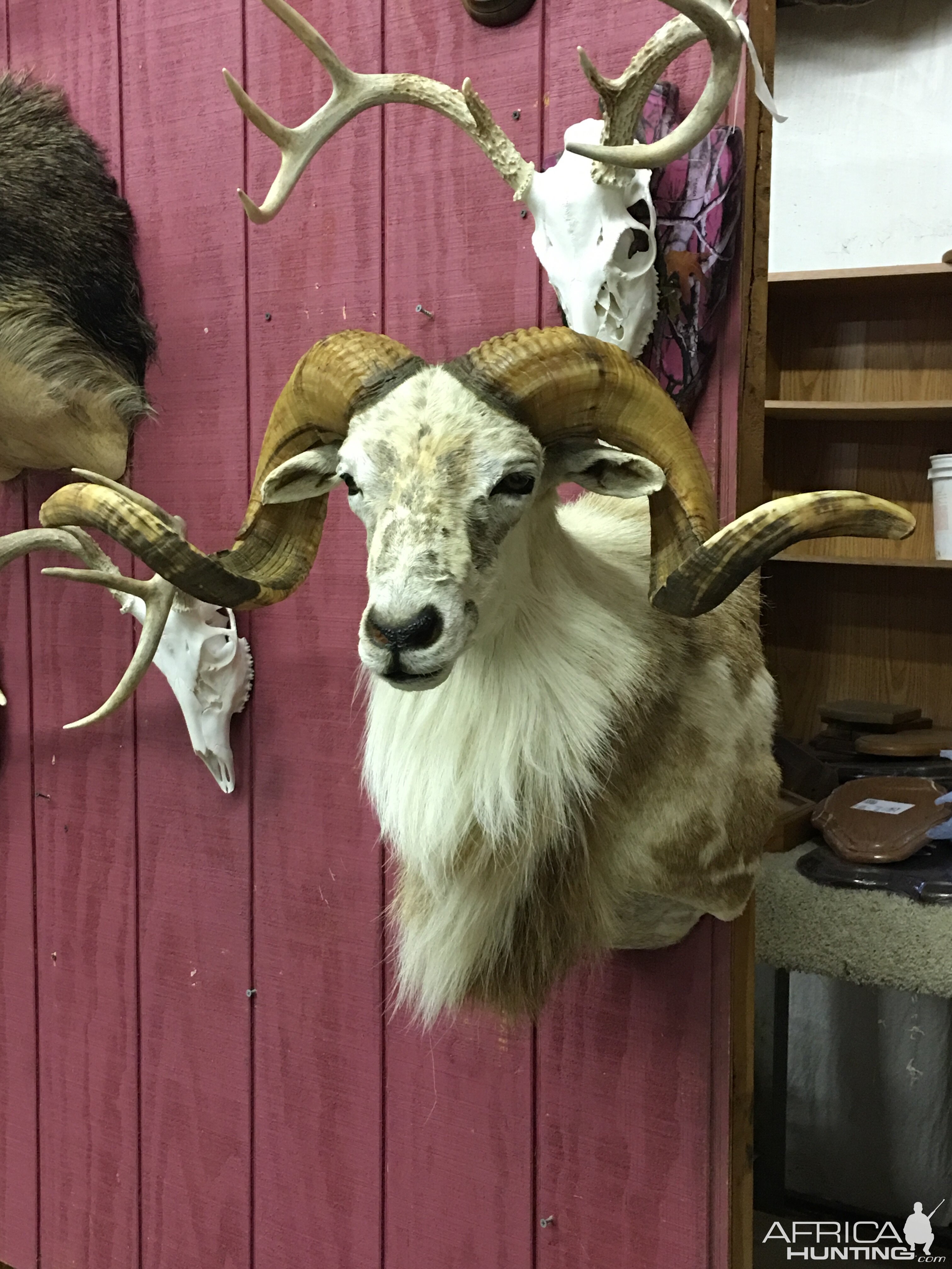 Texas Dall Sheep Shoulder Mount Taxidermy