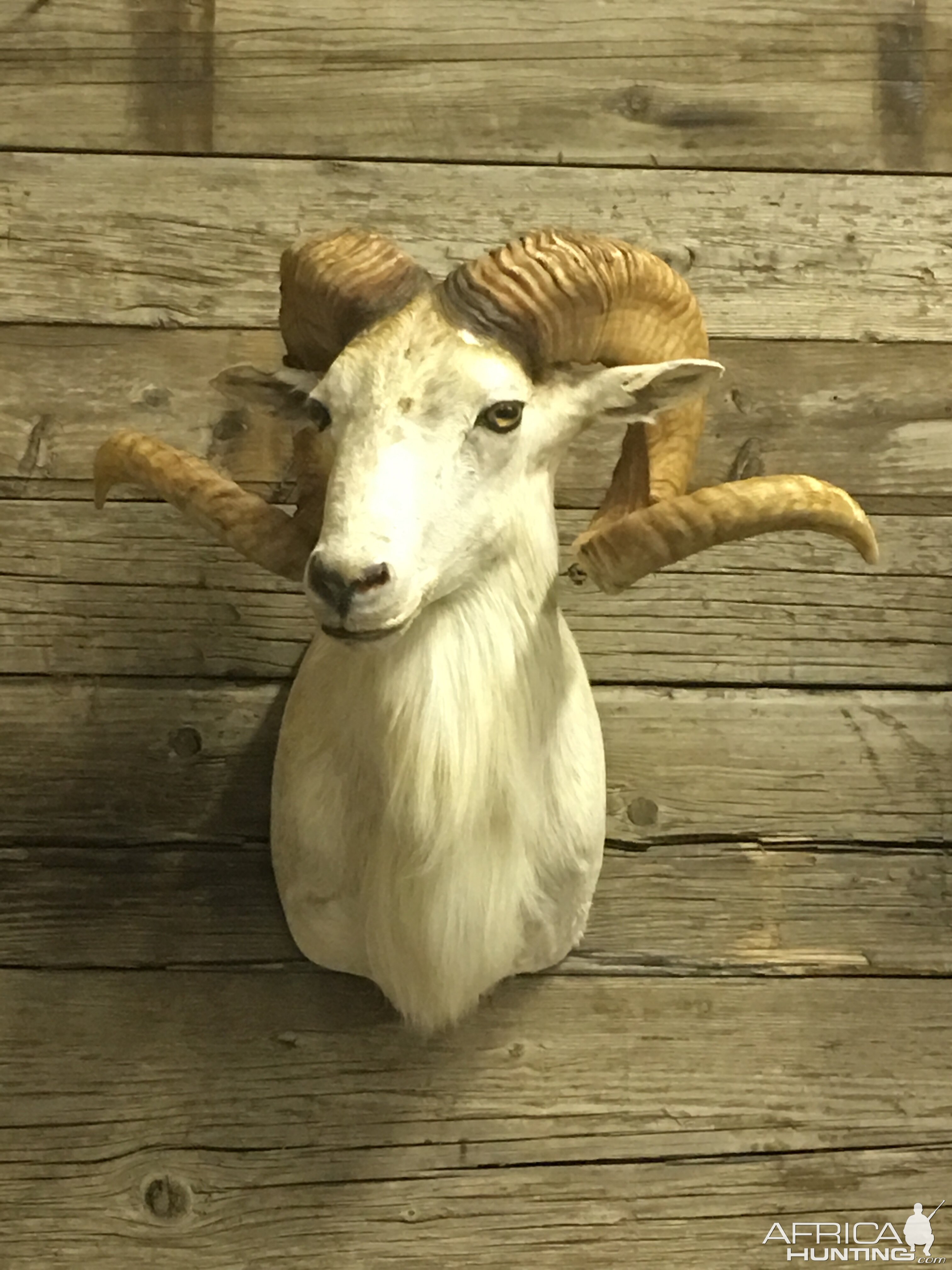 Texas Dall Sheep Shoulder Mount Taxidermy