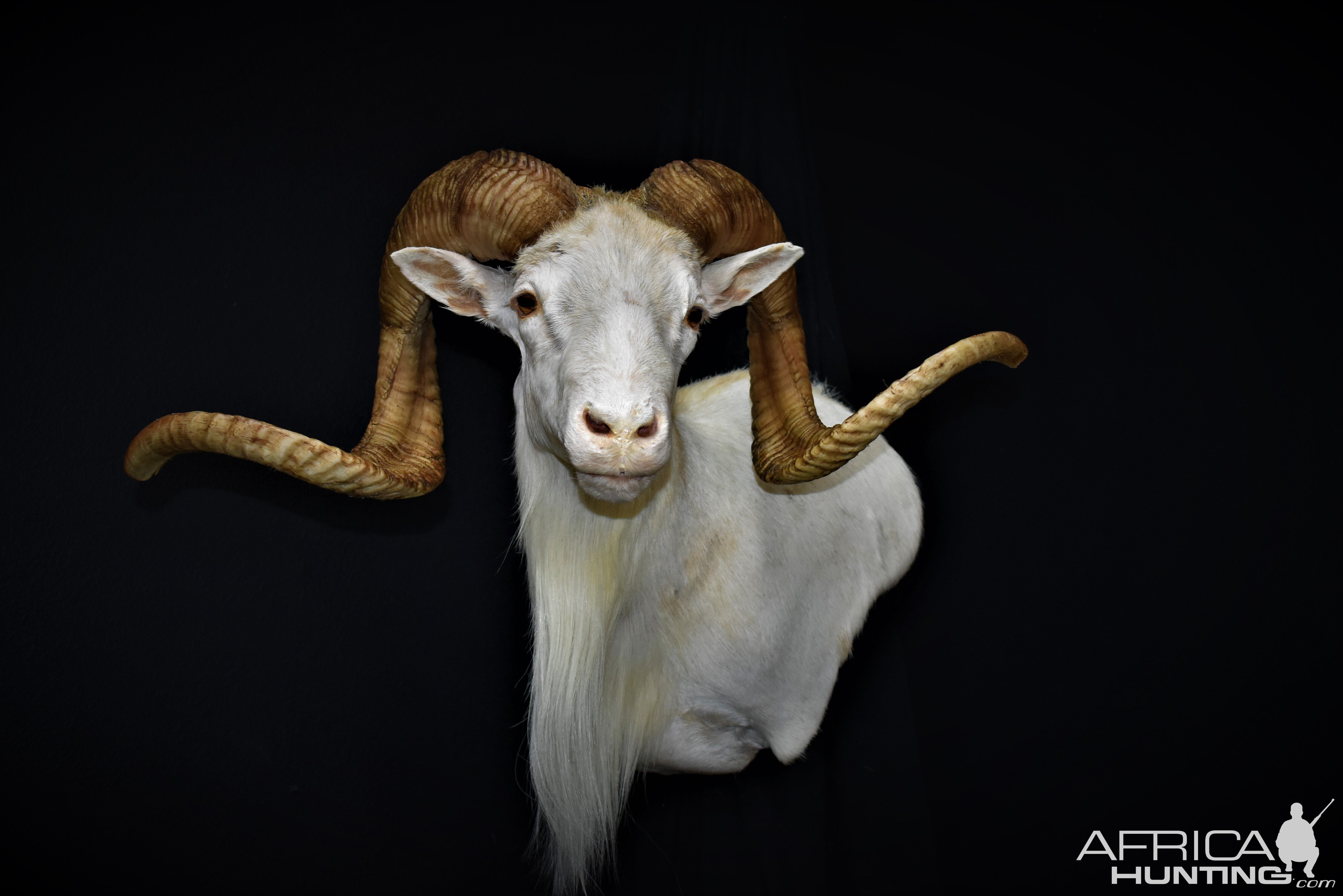 Texas Dall Sheep Shoulder Mount Taxidermy