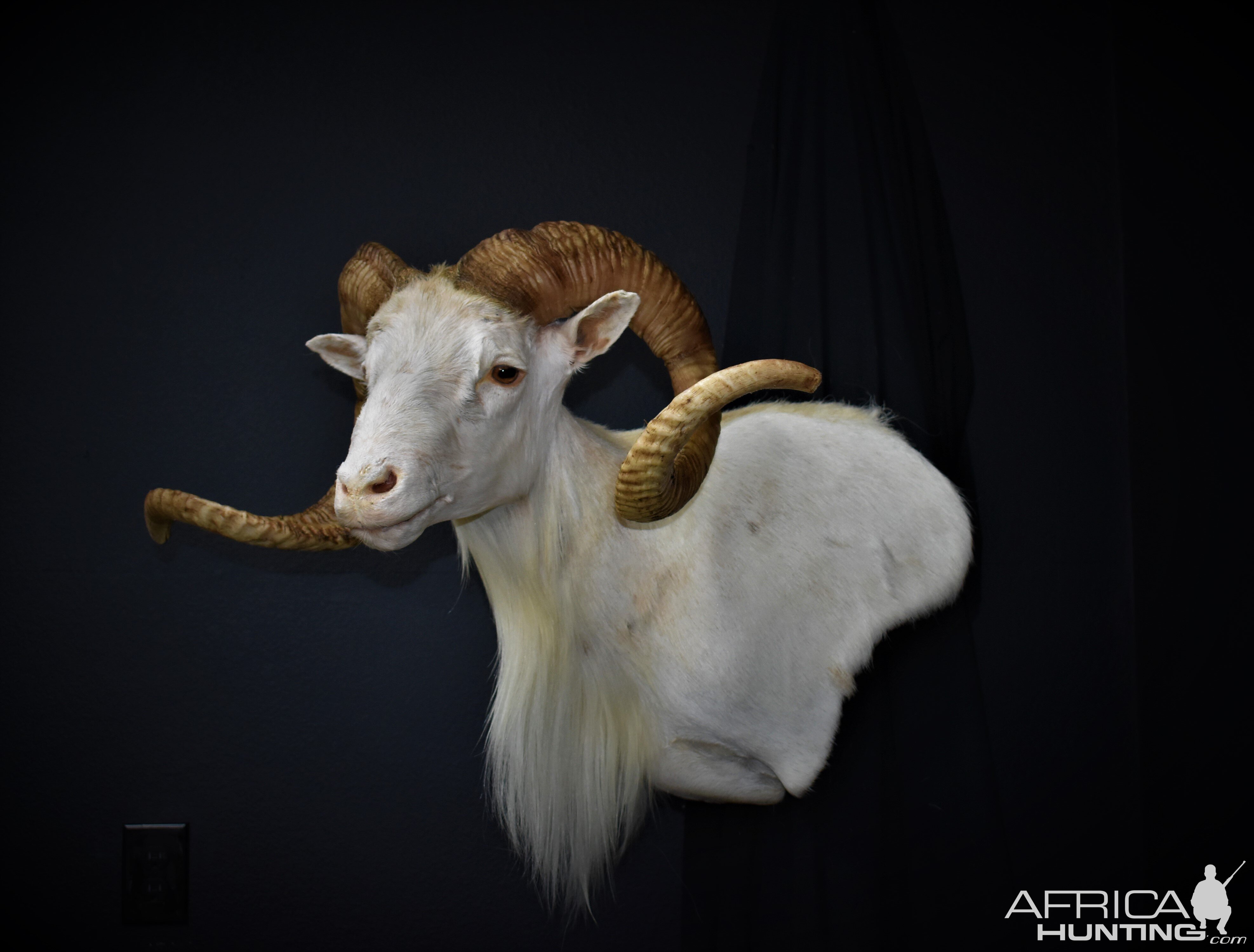 Texas Dall Sheep Shoulder Mount Taxidermy