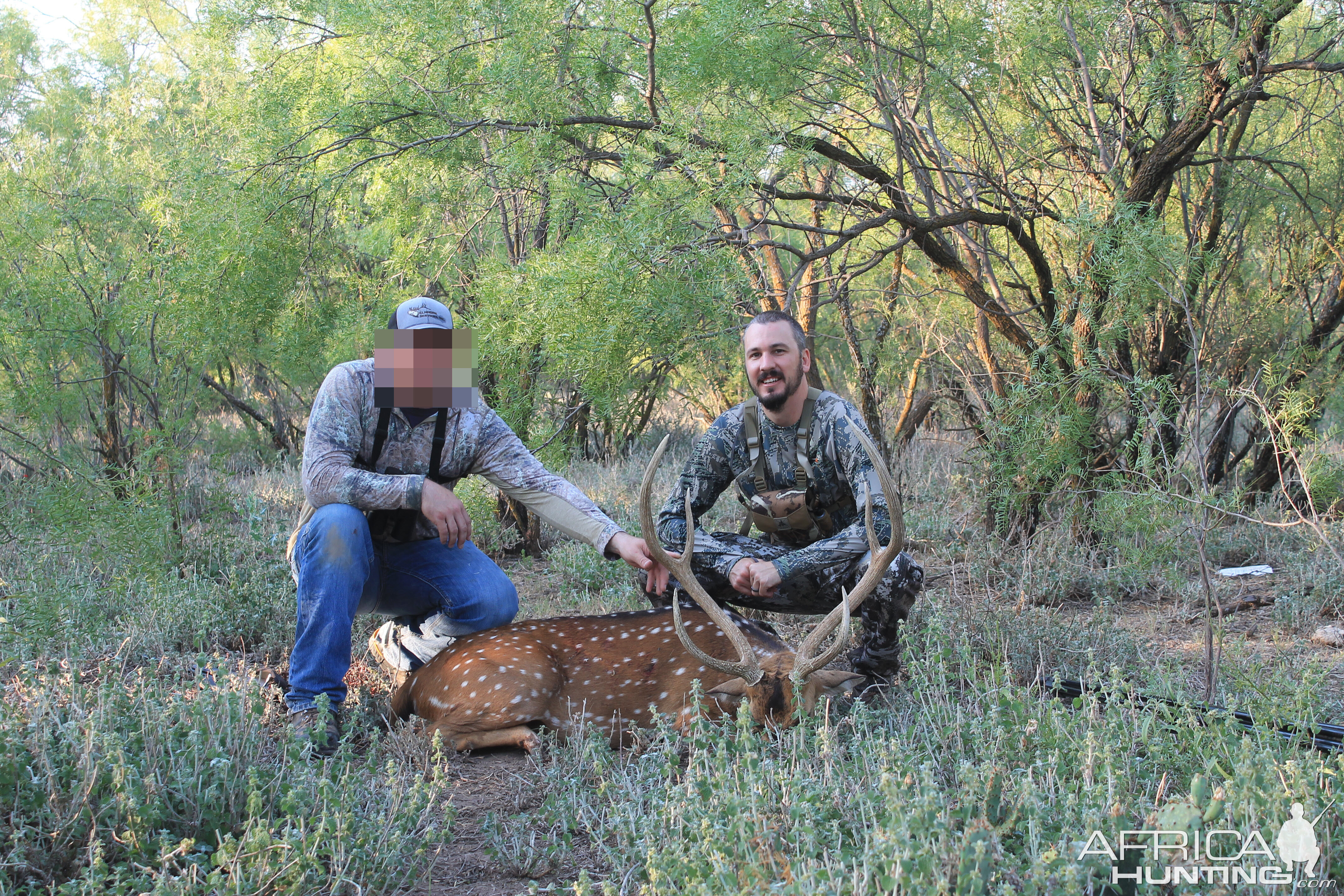 Texas Free Range Axis Deer Hunt