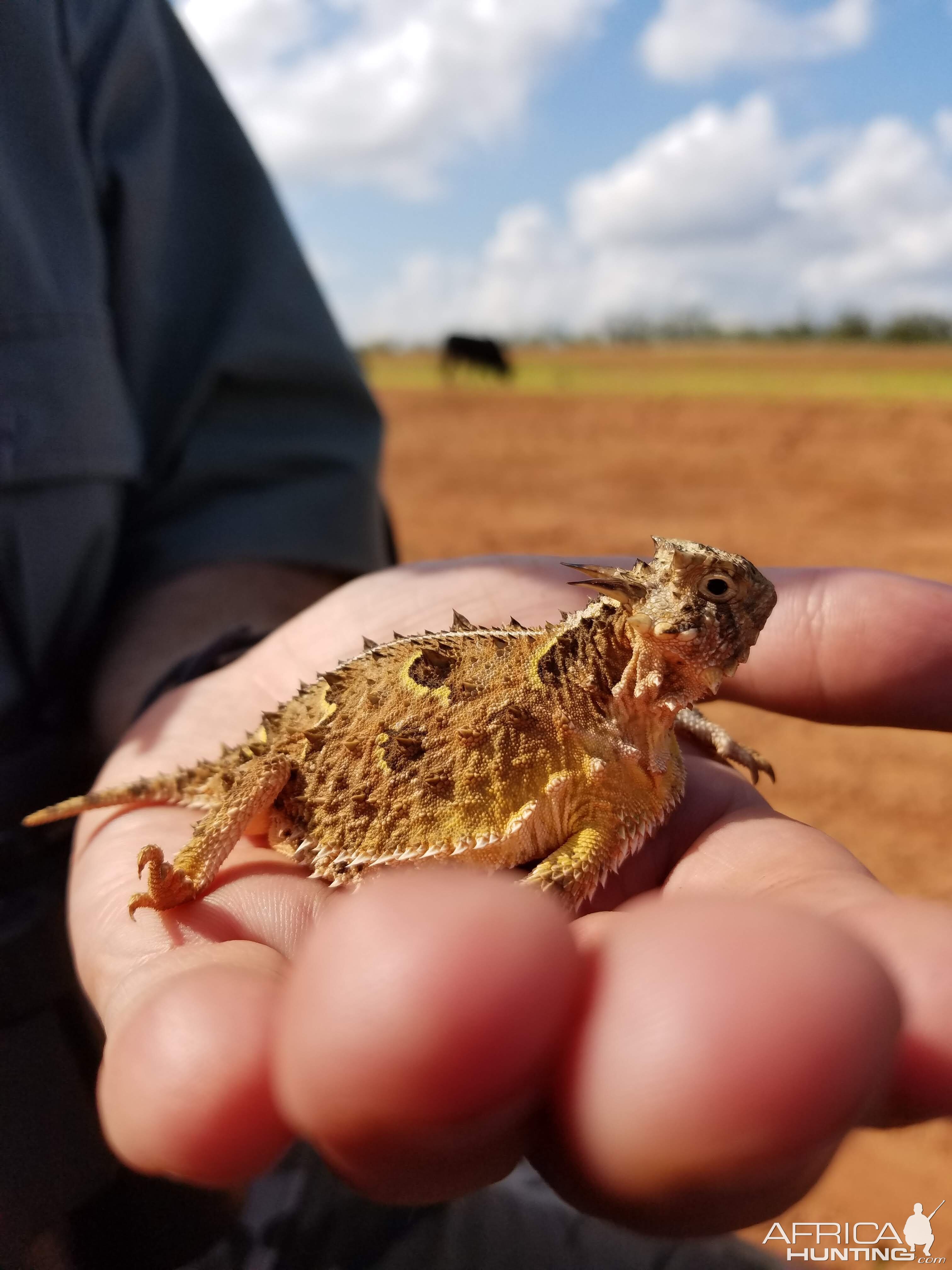 Texas Horned Lizard