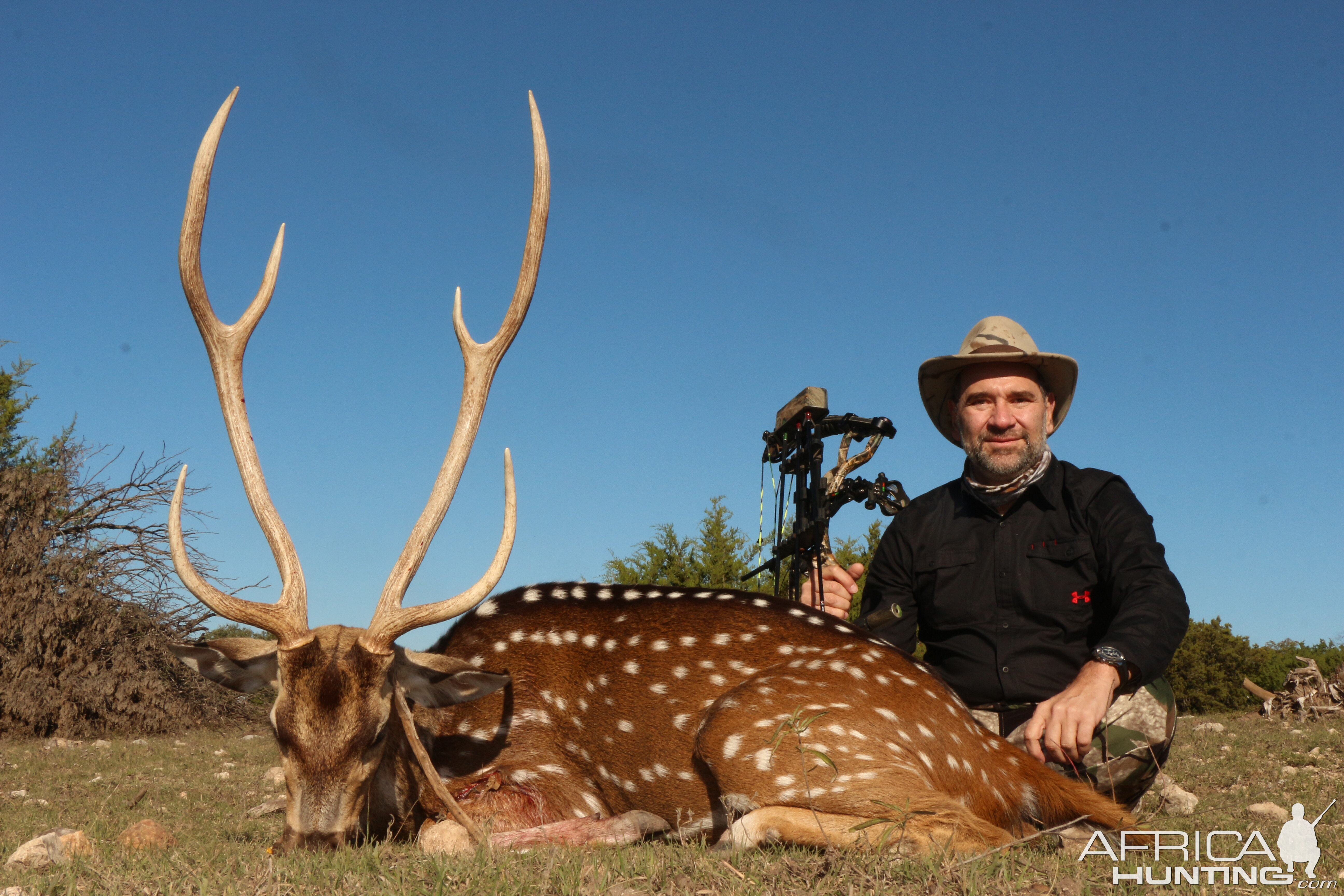 Texas Hunt Axis deer