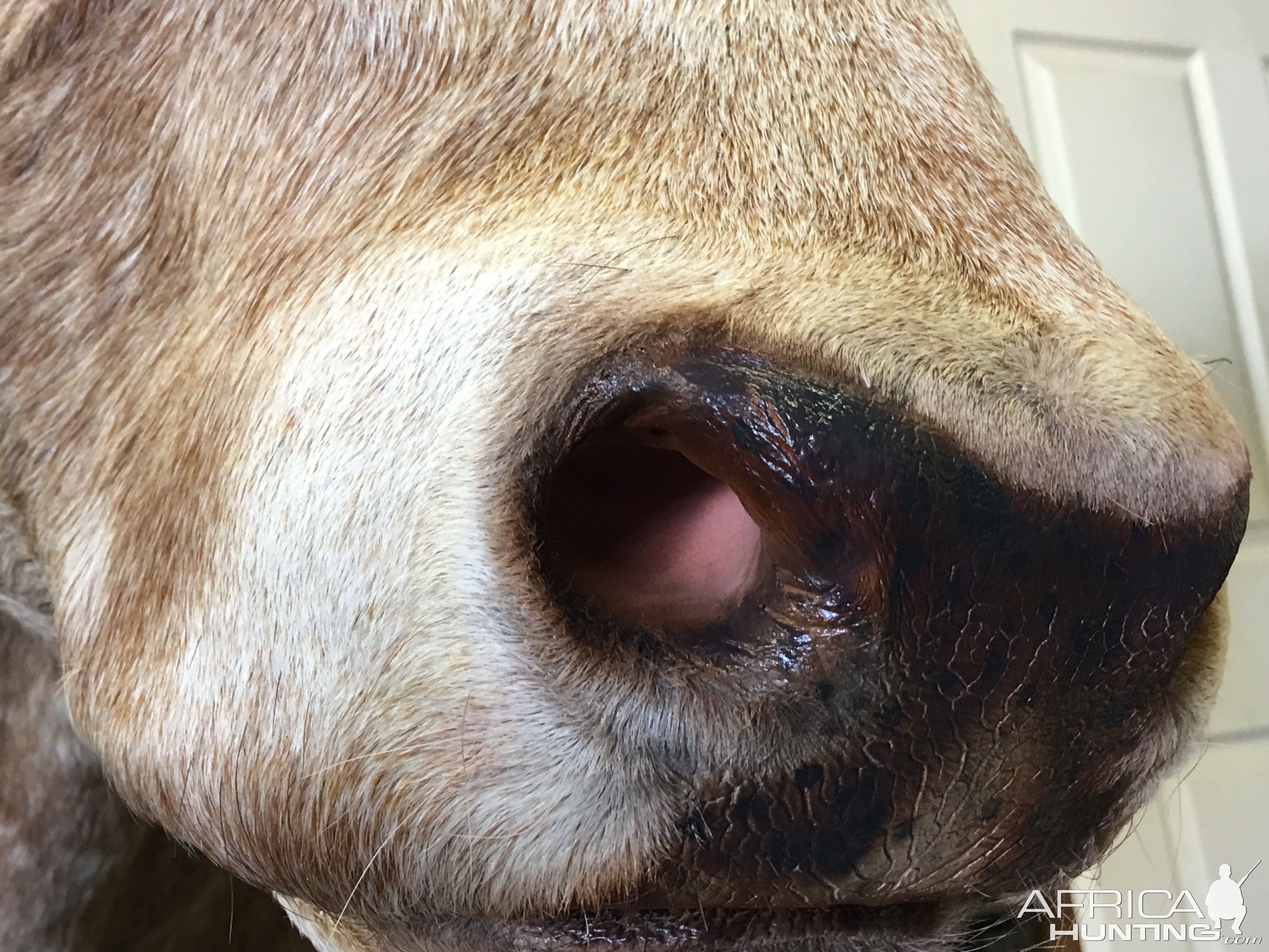 Texas Longhorn Shoulder Mount Taxidermy Close Up