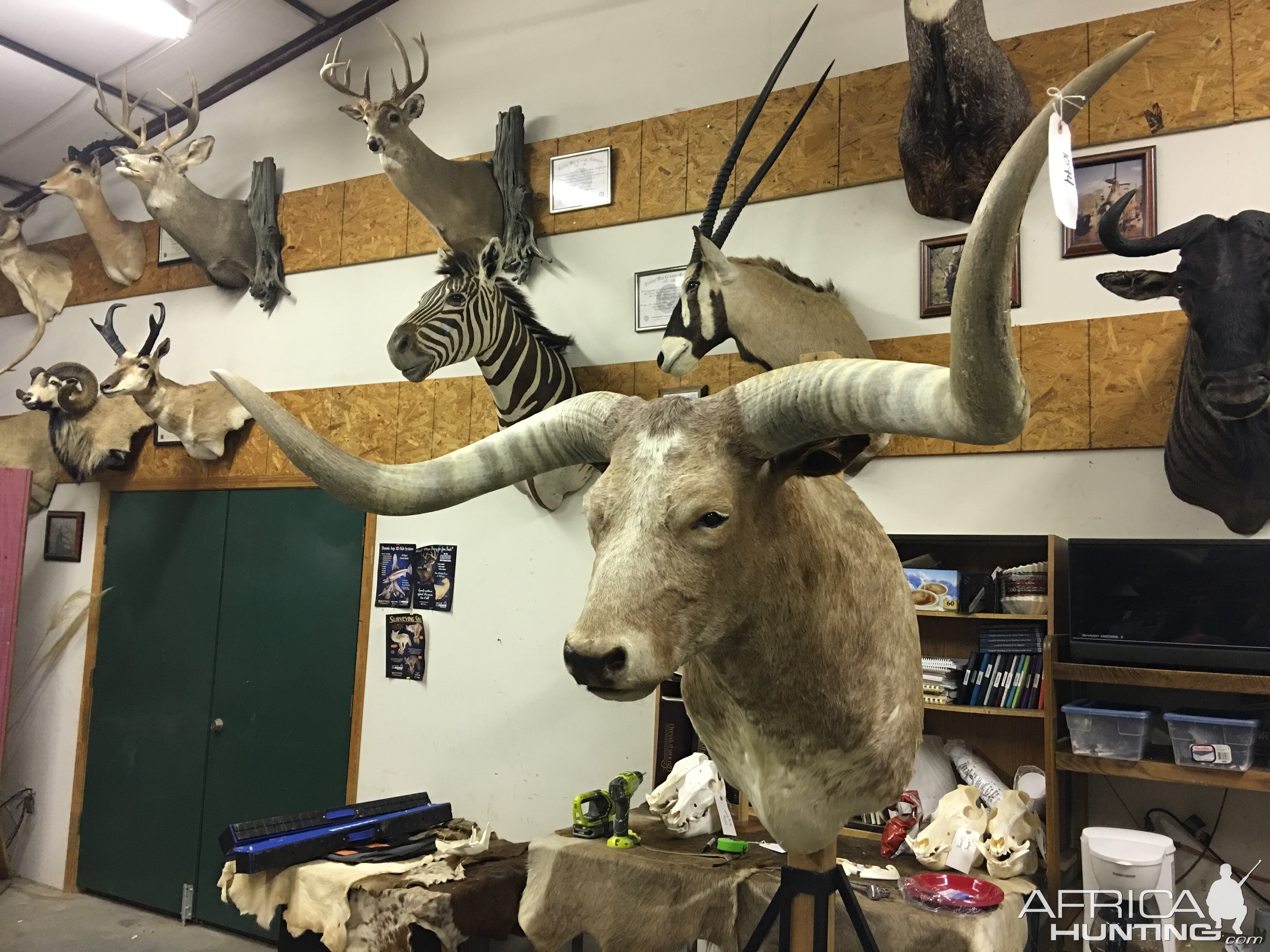 Texas Longhorn Shoulder Mount Taxidermy