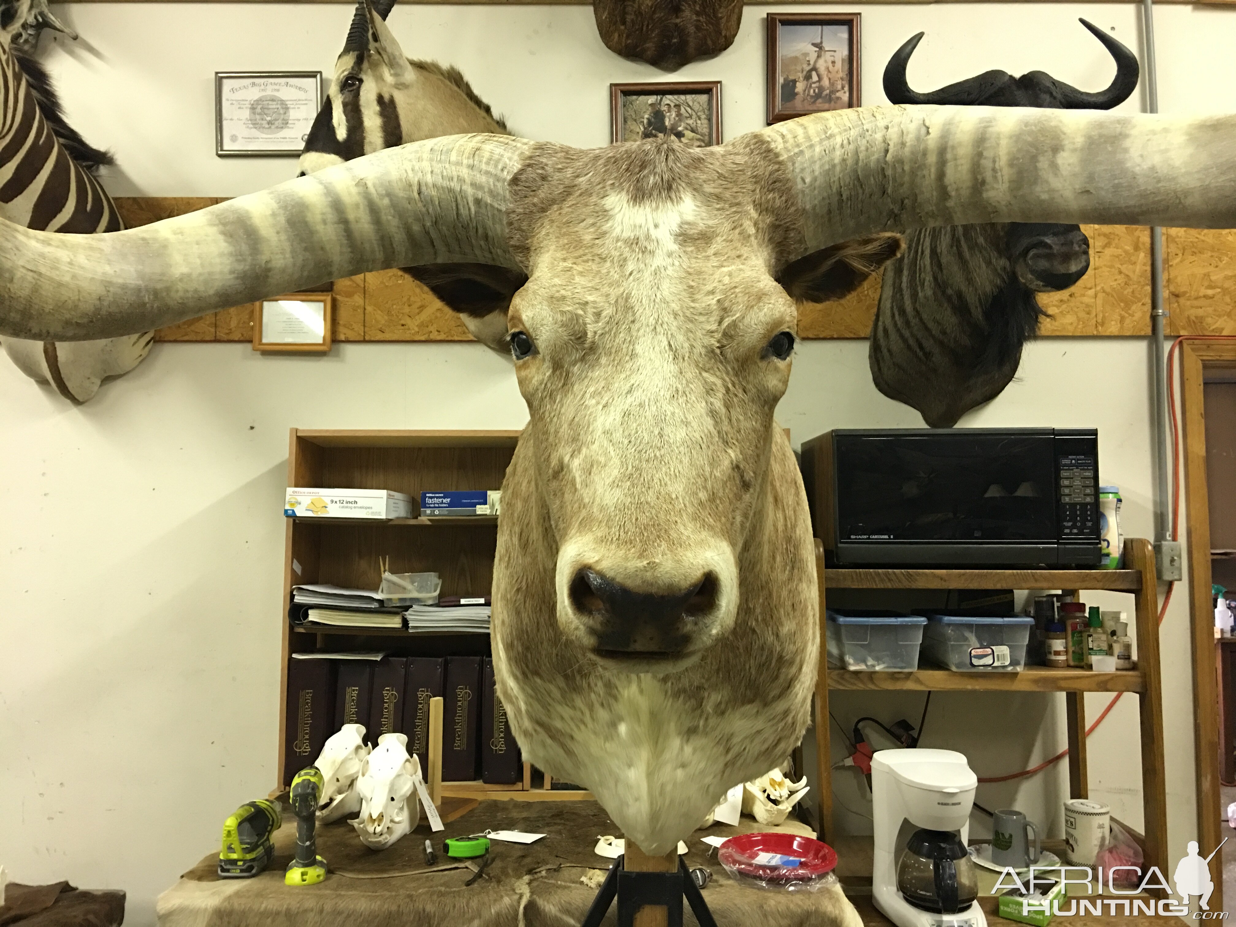 Texas Longhorn Shoulder Mount Taxidermy