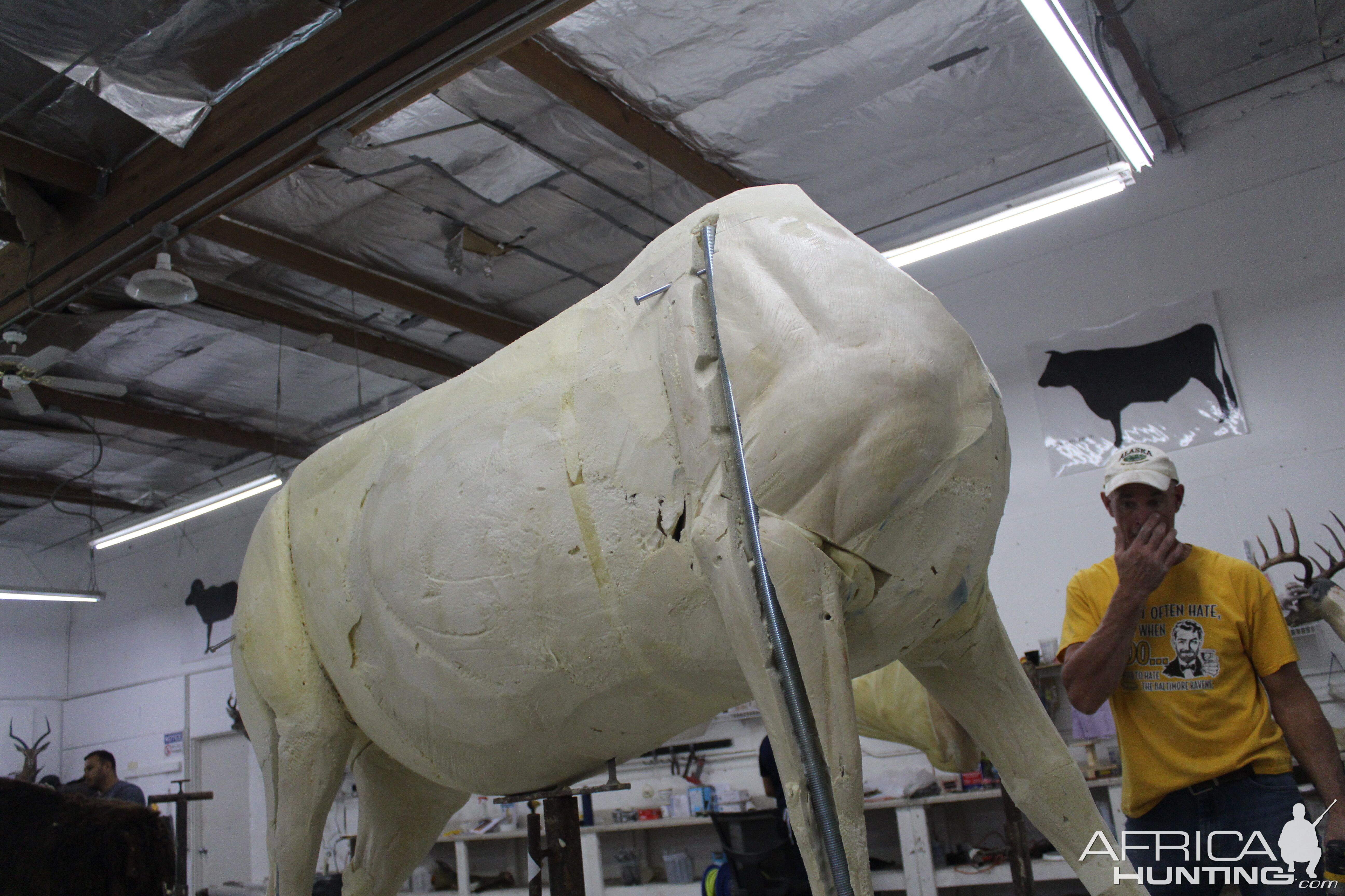 Texas Longhorn Taxidermy Build