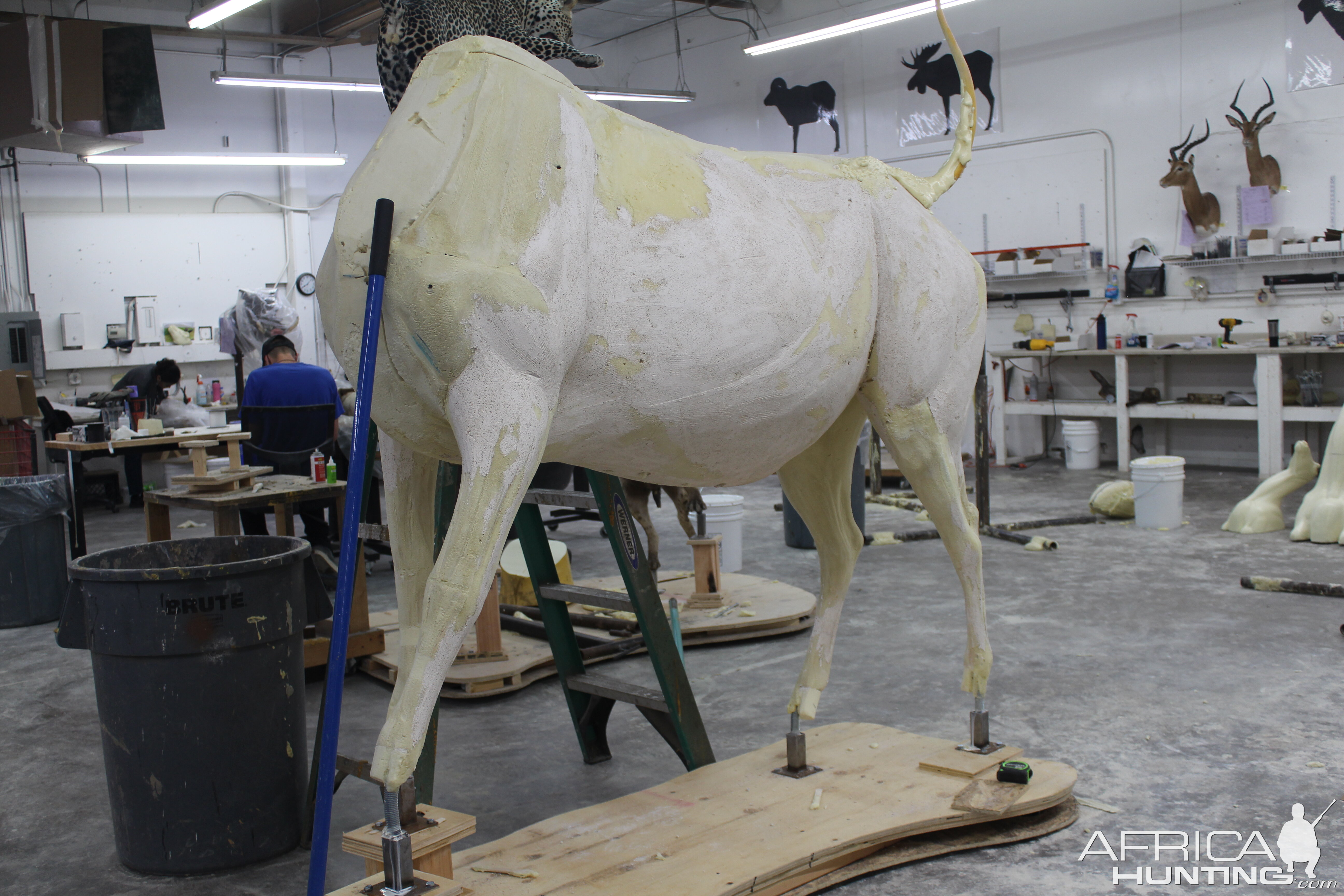 Texas Longhorn Taxidermy Build