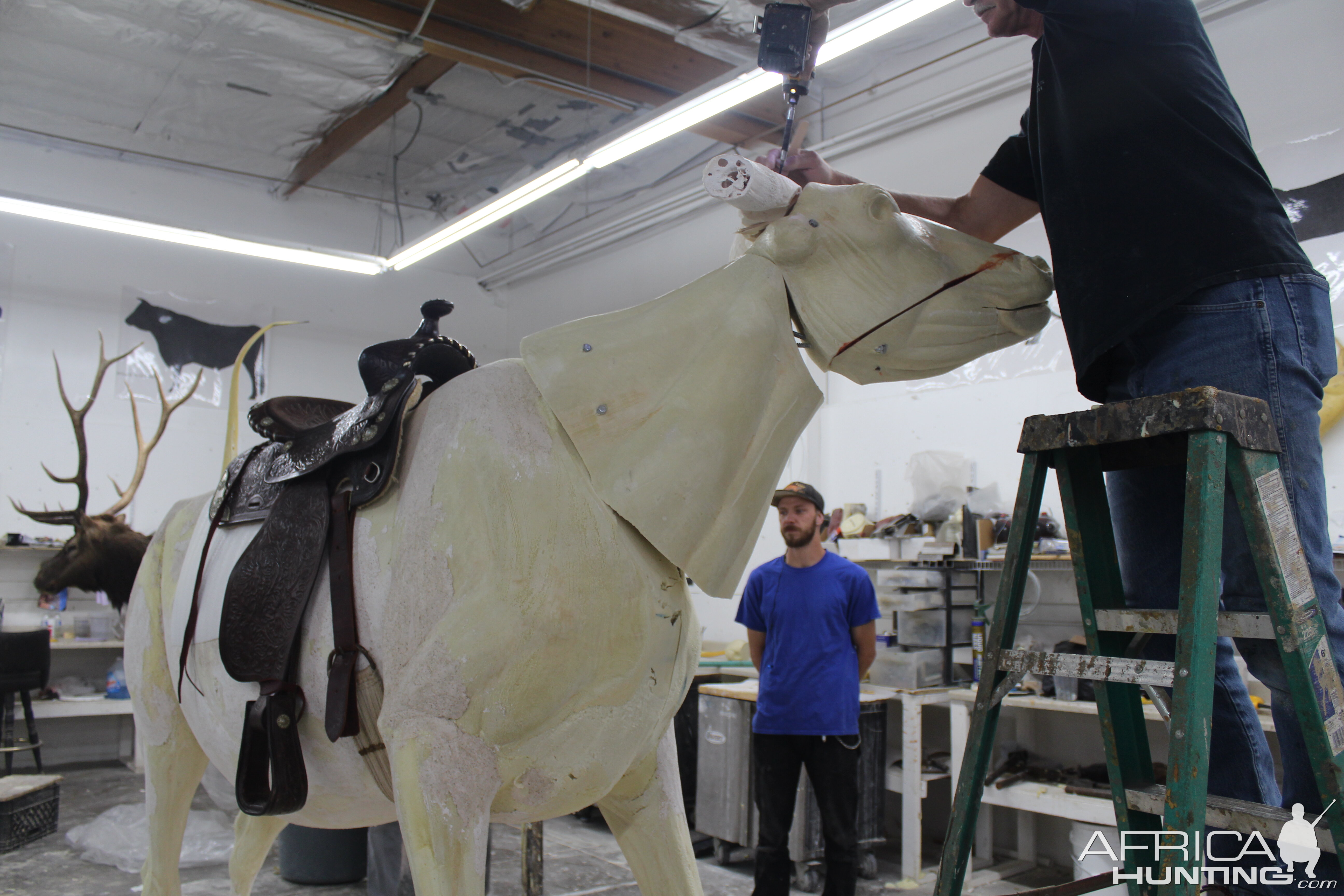 Texas Longhorn Taxidermy Build