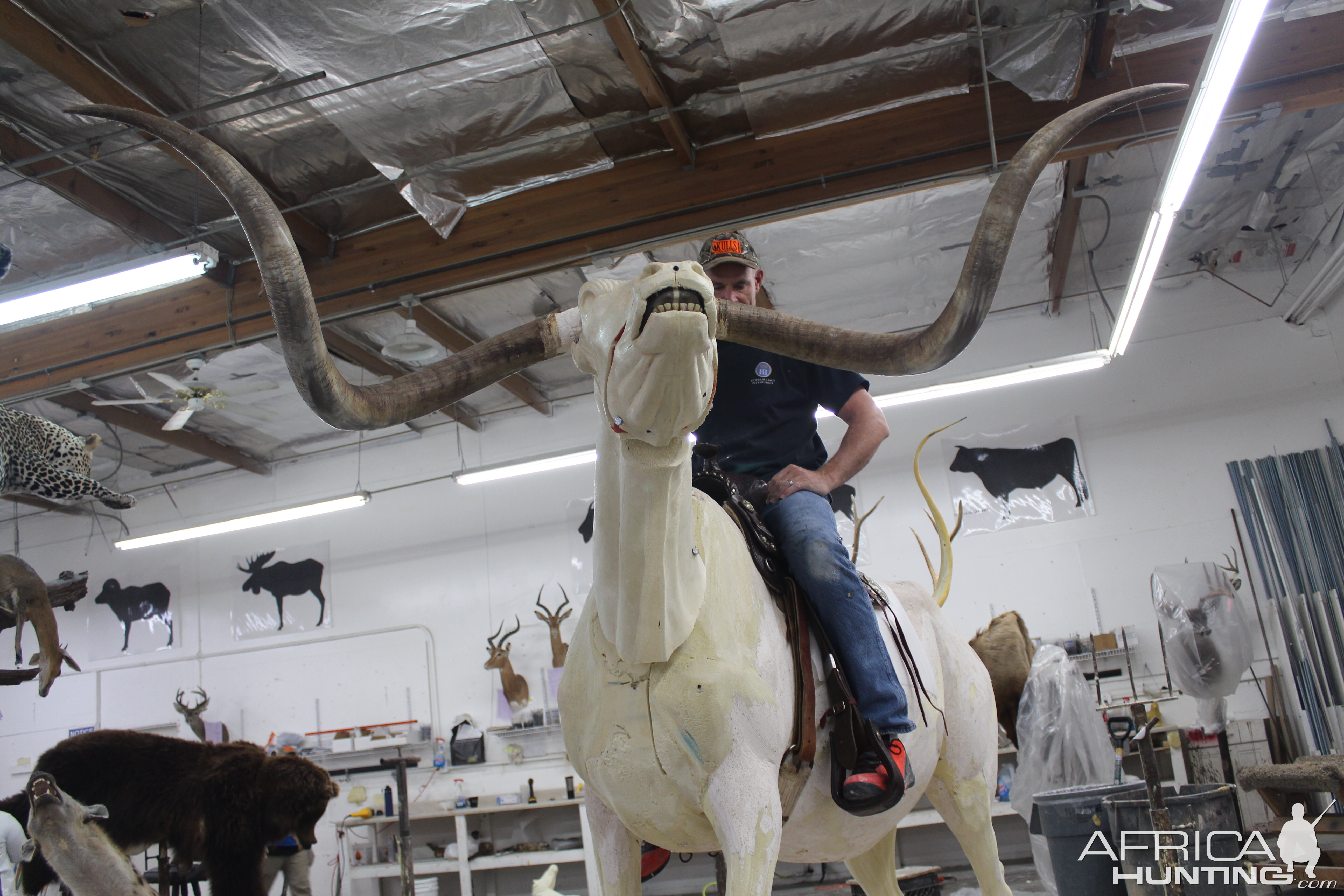 Texas Longhorn Taxidermy Build