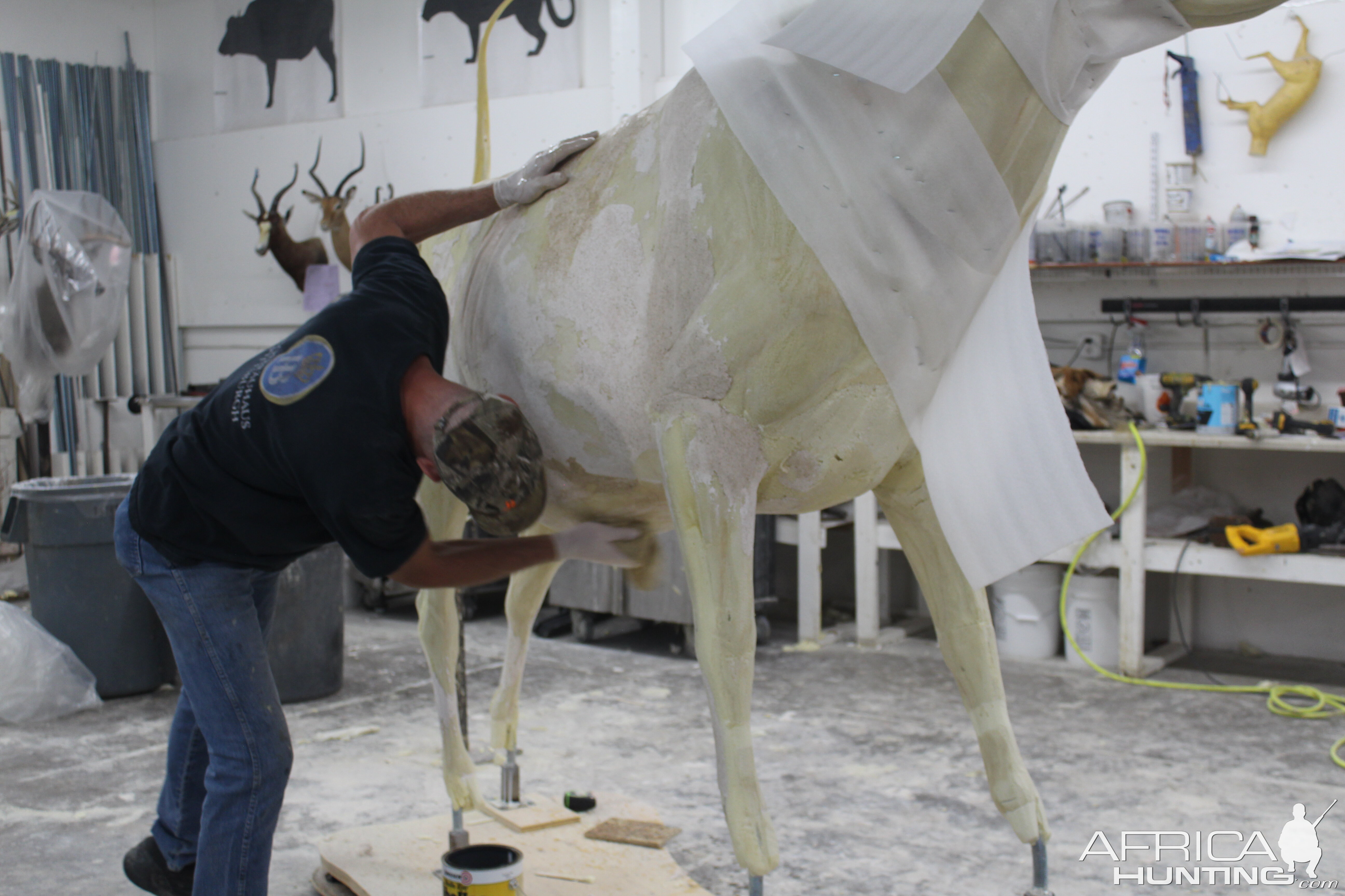 Texas Longhorn Taxidermy Build