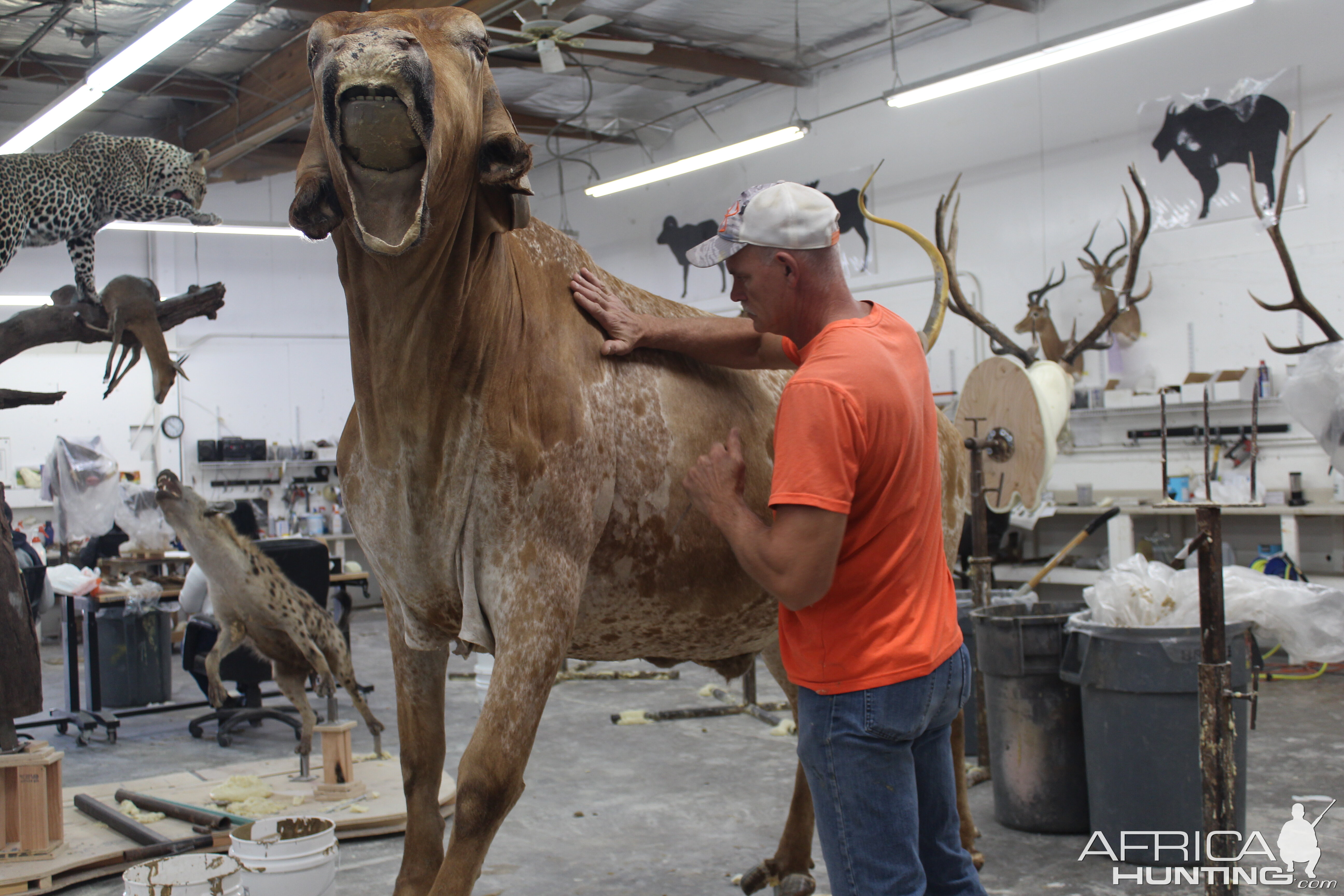 Texas Longhorn Taxidermy Build