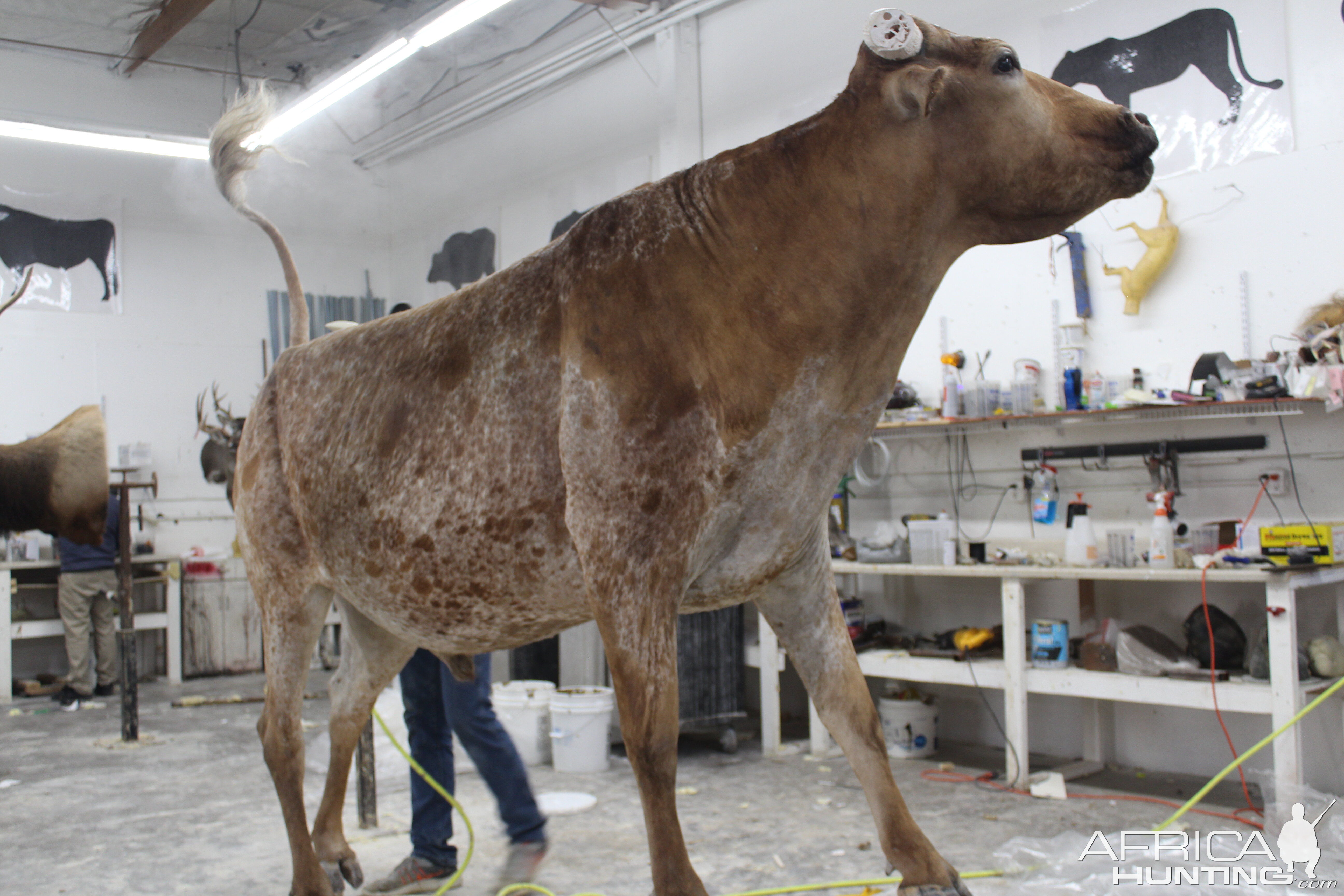 Texas Longhorn Taxidermy Build