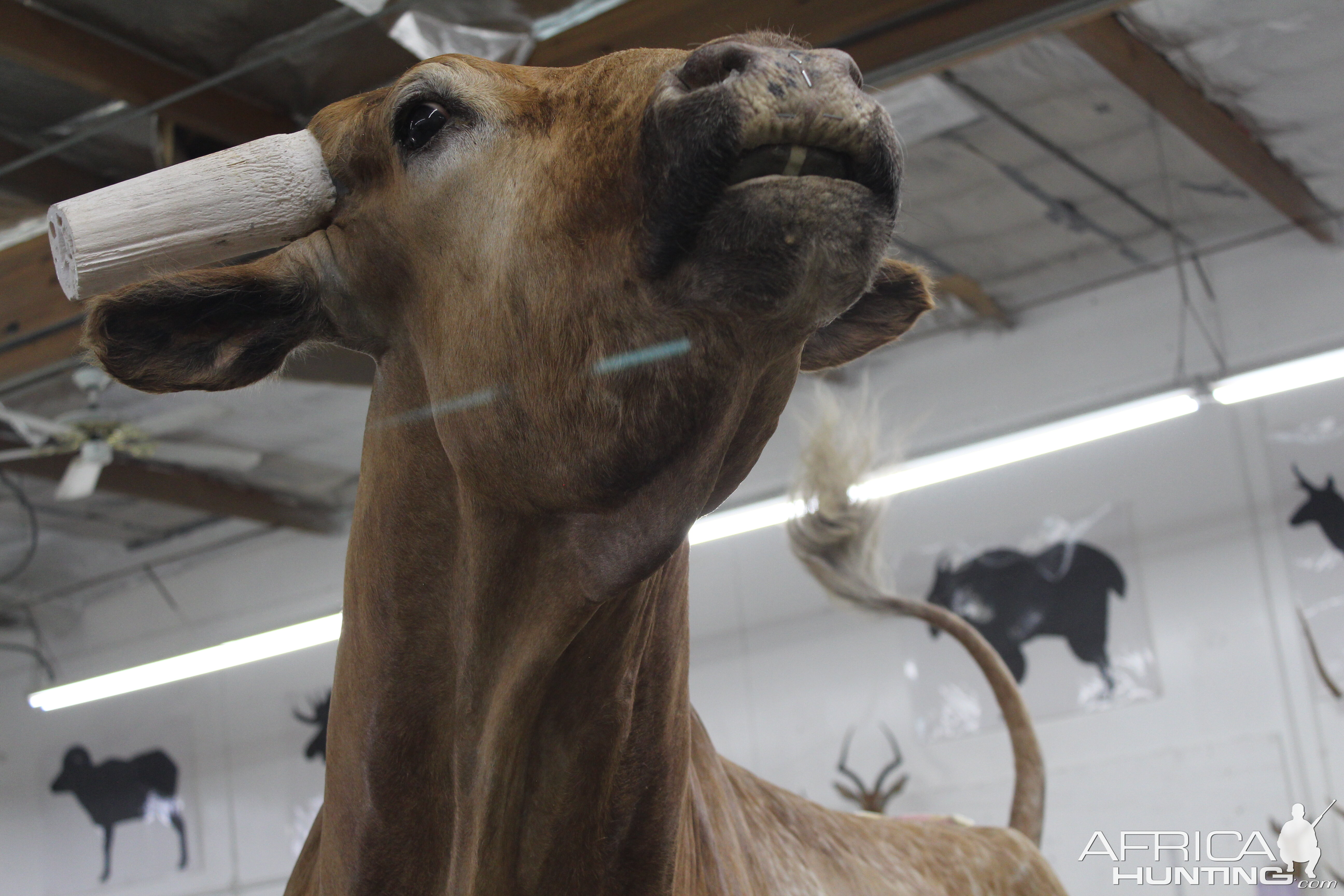 Texas Longhorn Taxidermy Build