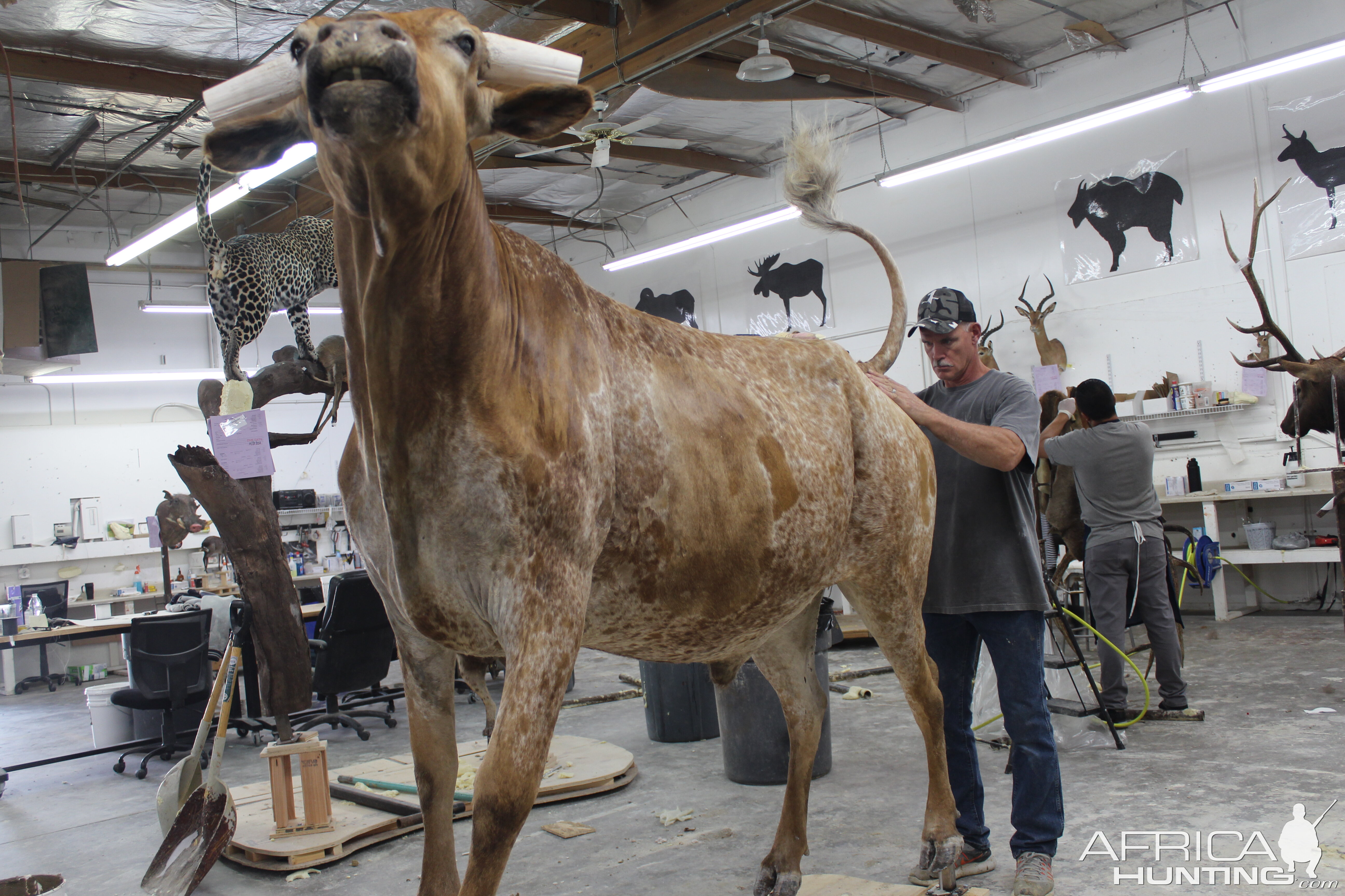 Texas Longhorn Taxidermy Build