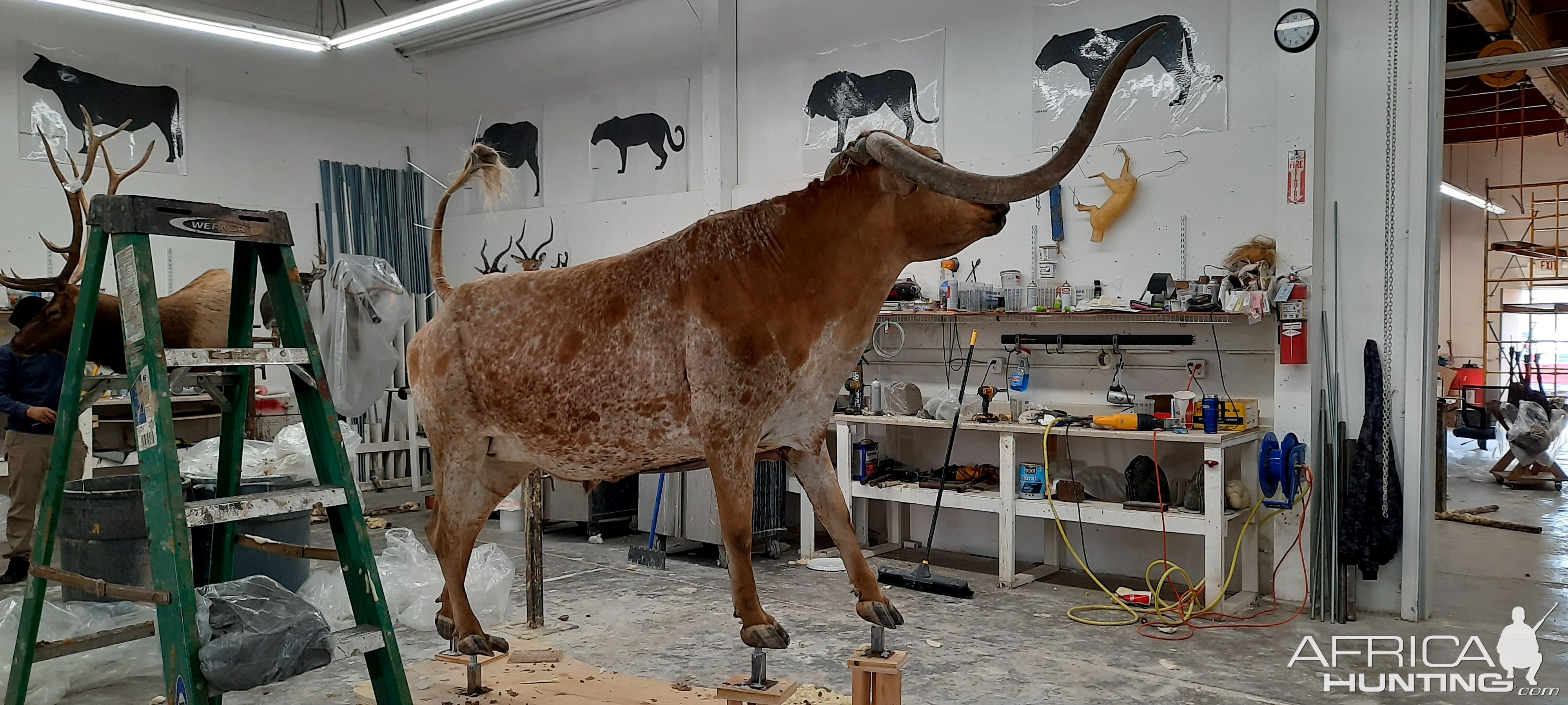 Texas Longhorn Taxidermy Build