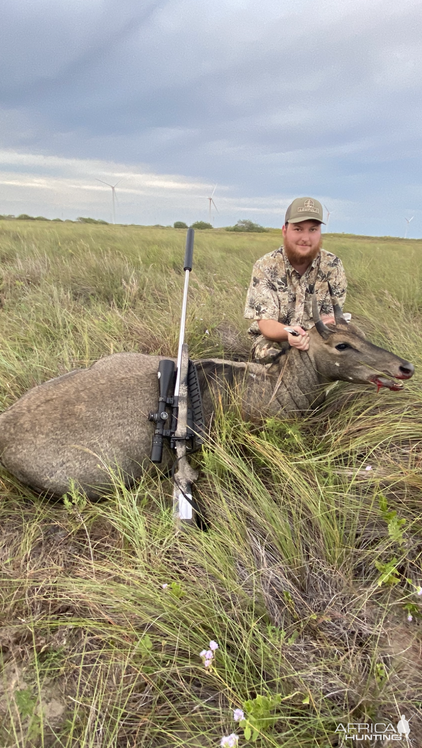 Texas Nilgai Hunt