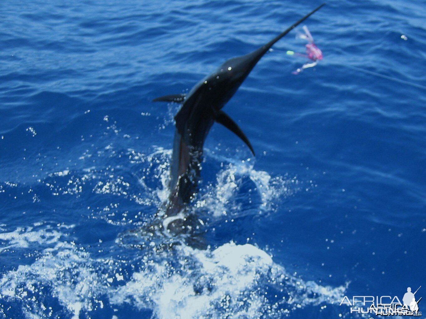 Texas Sailfish Jumping to Freedom