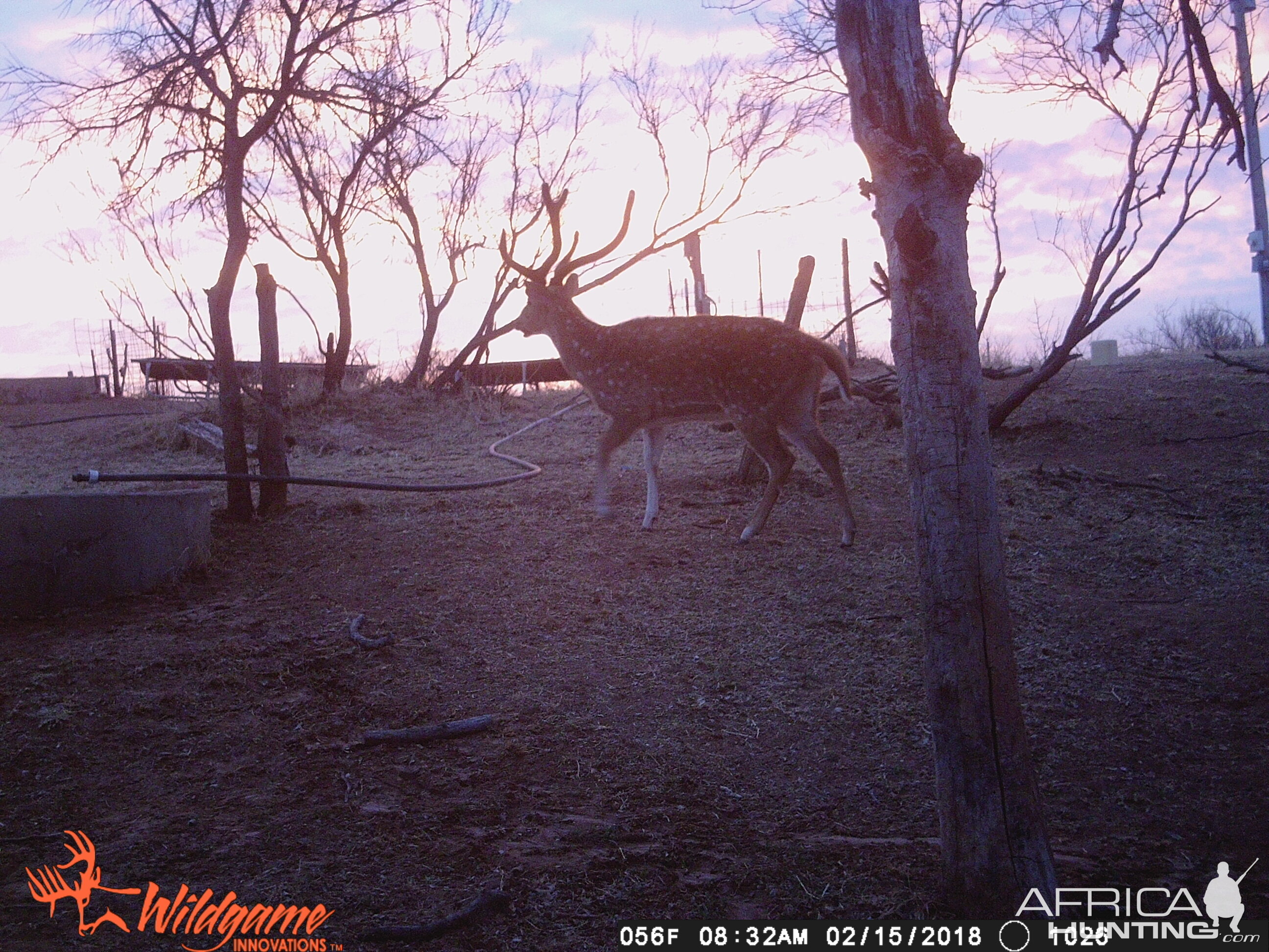 Texas Trail Cam Pictures Axis Deer