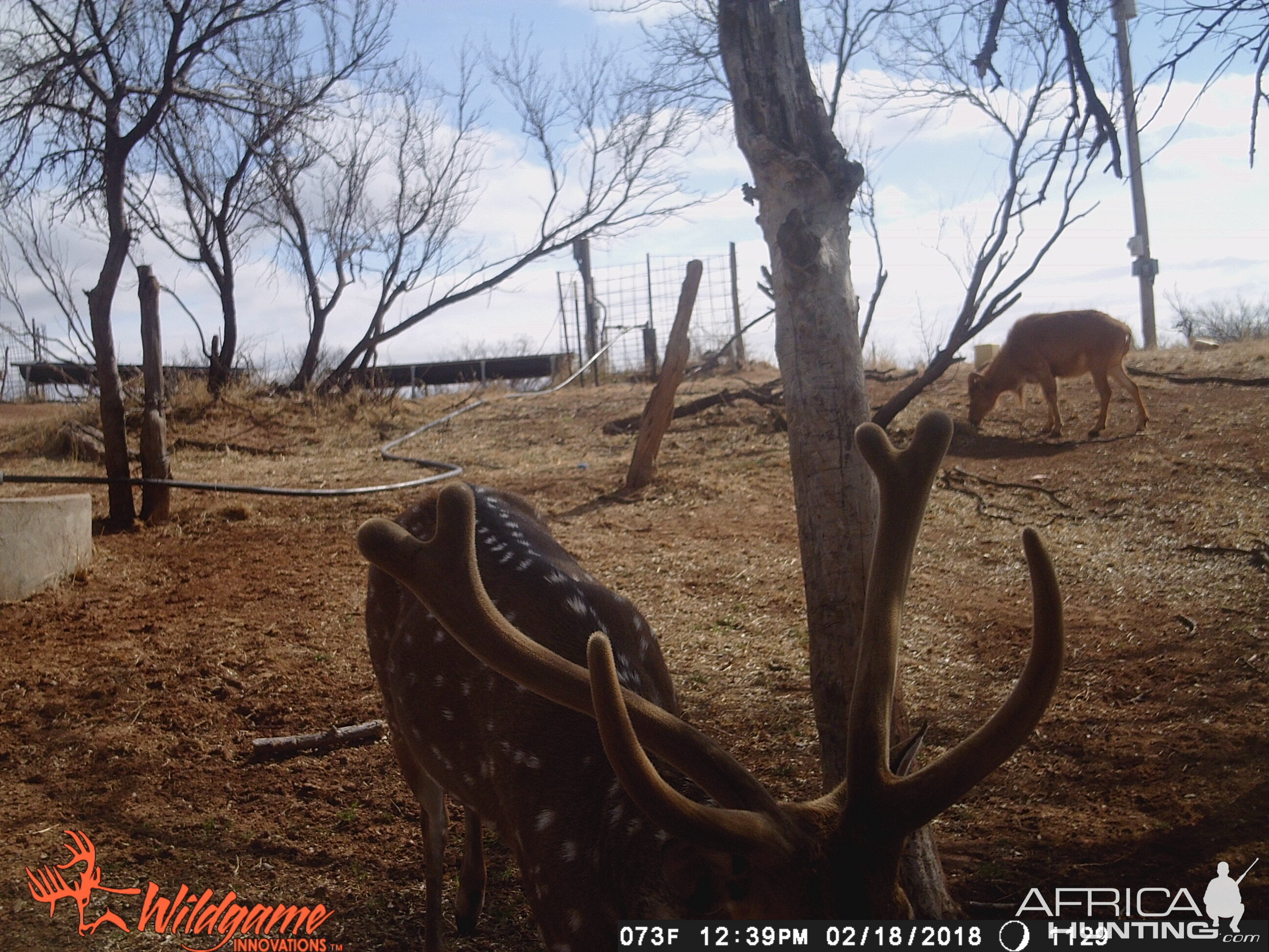 Texas Trail Cam Pictures Axis Deer