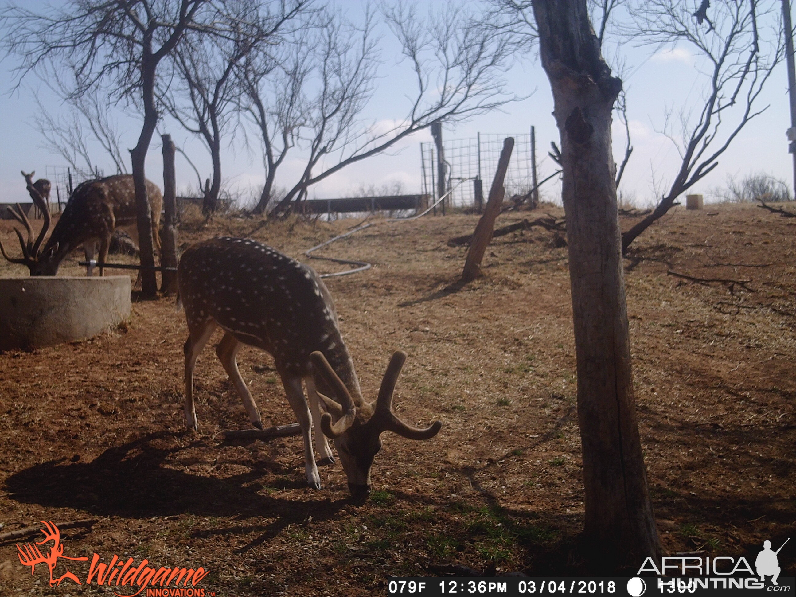 Texas Trail Cam Pictures Axis Deer