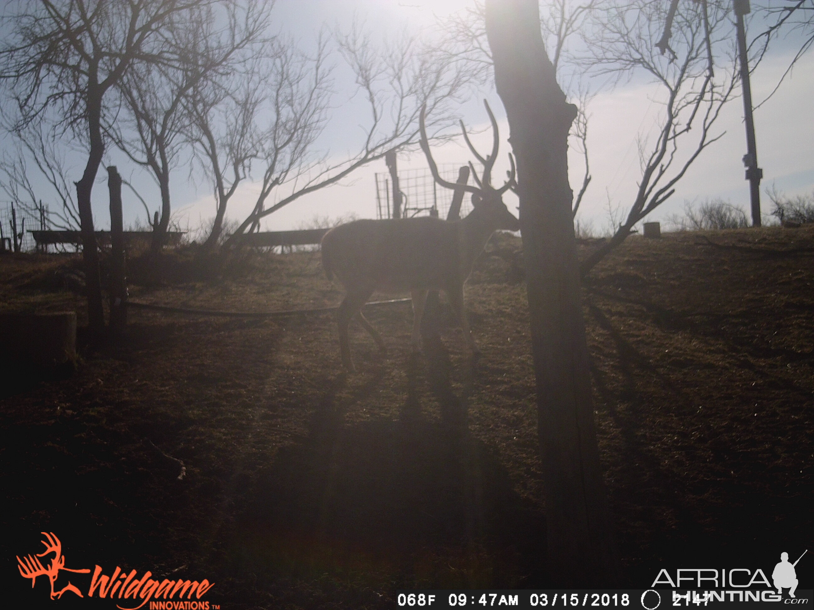 Texas Trail Cam Pictures Axis Deer