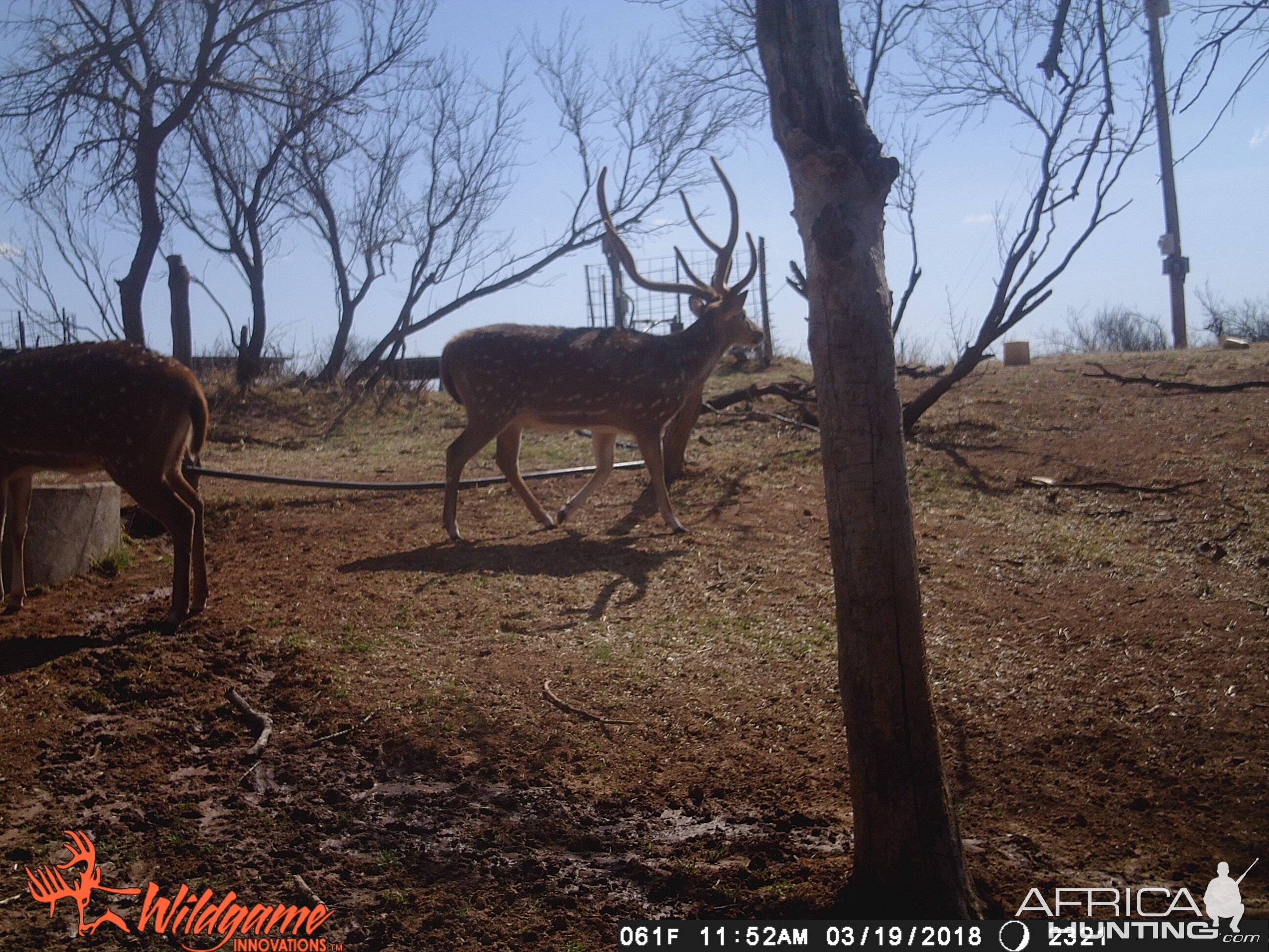 Texas Trail Cam Pictures Axis Deer