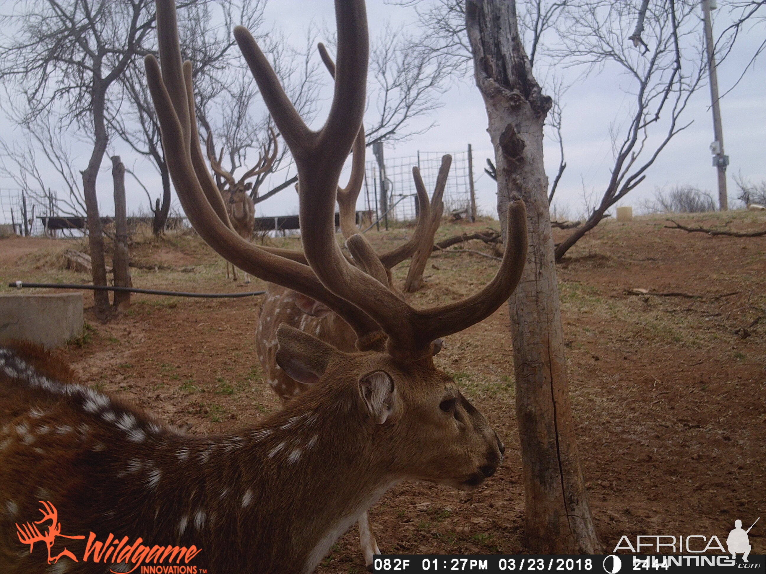 Texas Trail Cam Pictures Axis Deer