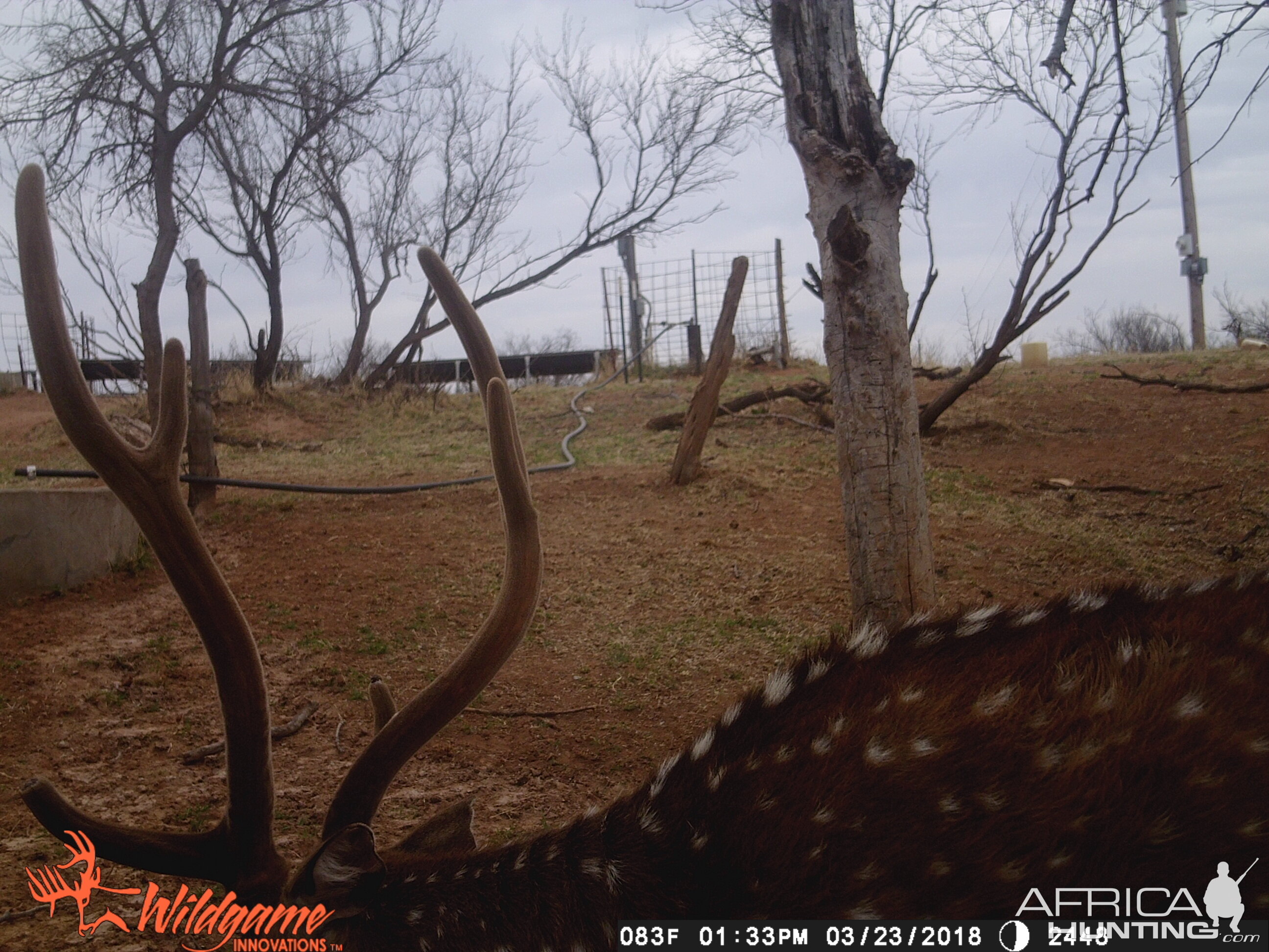 Texas Trail Cam Pictures Axis Deer