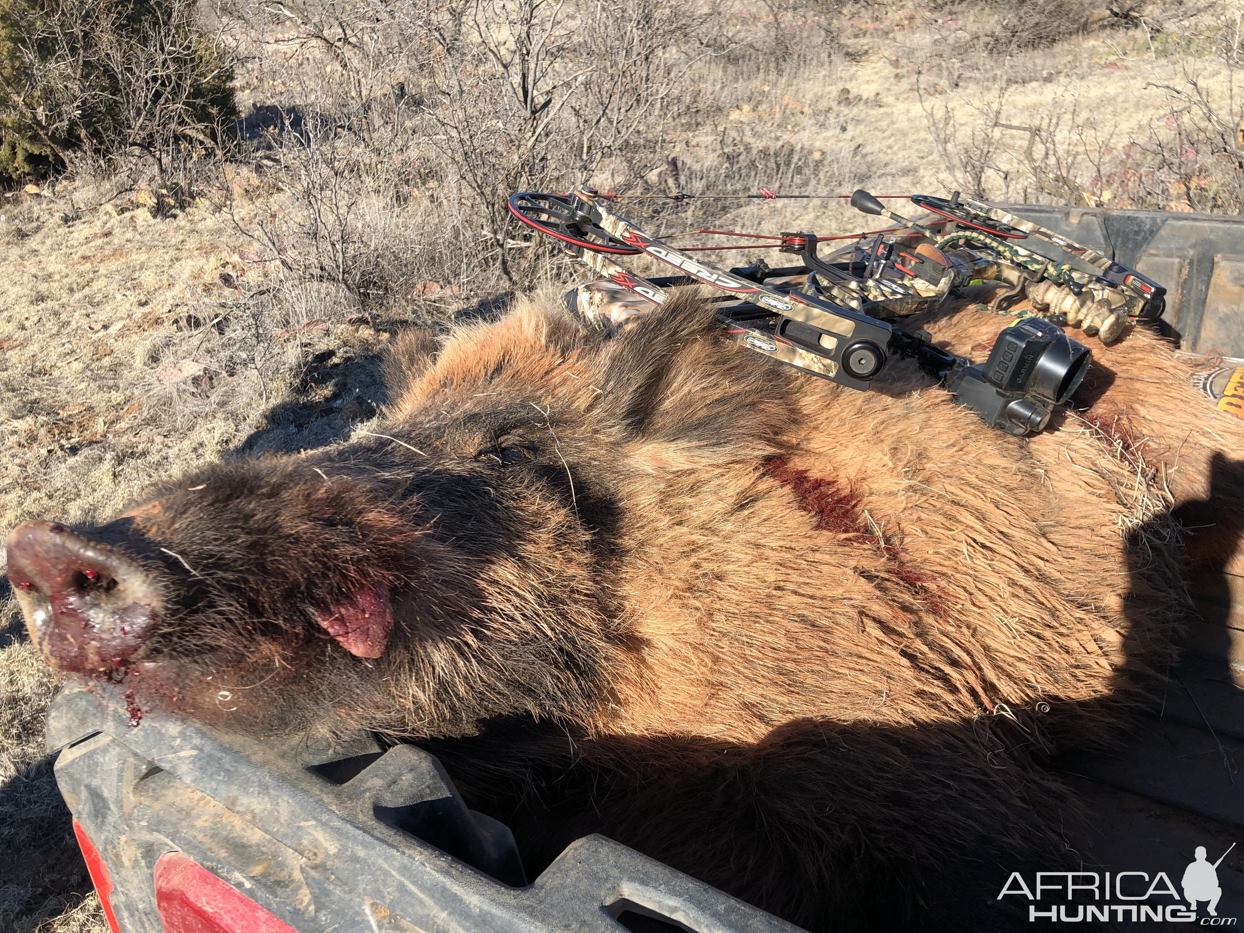 Texas USA Bow Hunt Eurasian Wild Boar