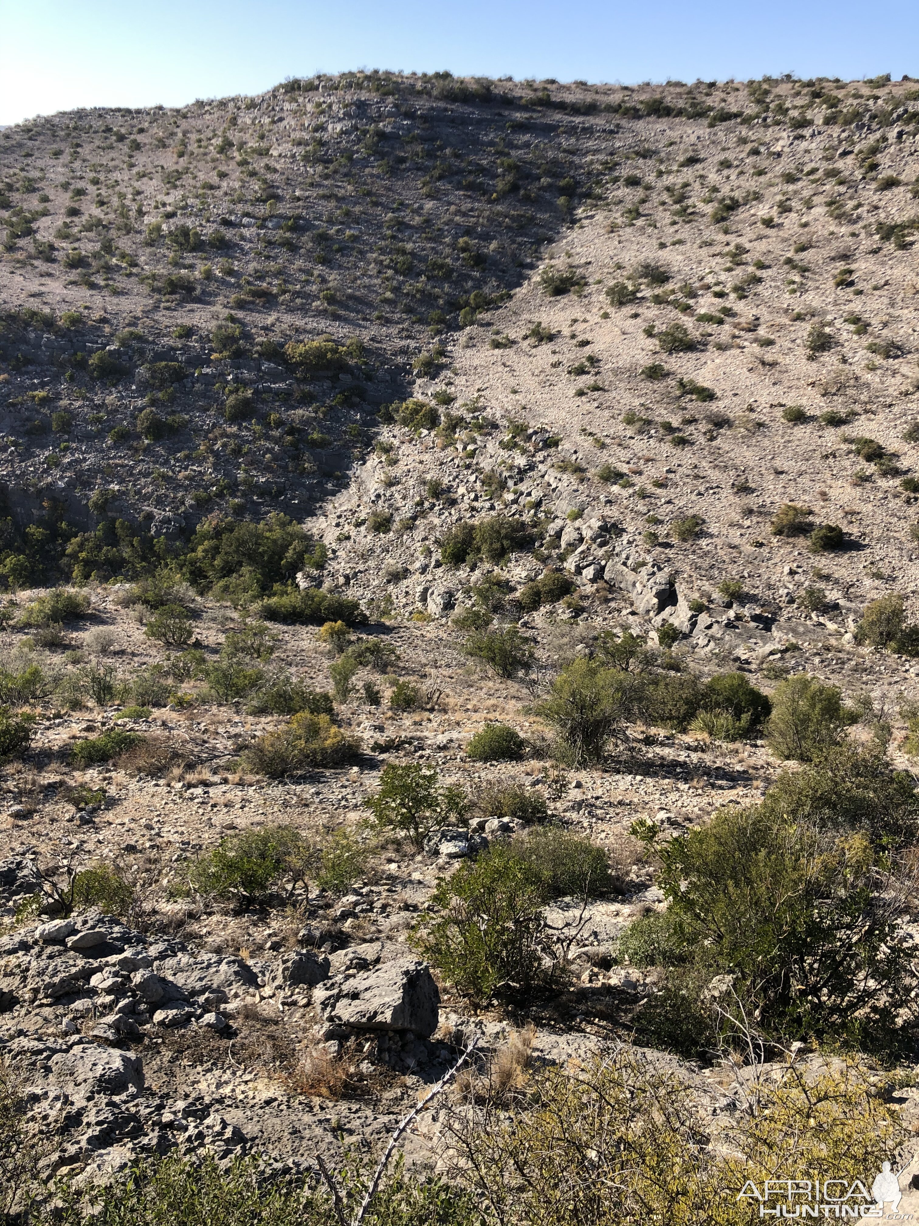 Texas USA Hunt Aoudad