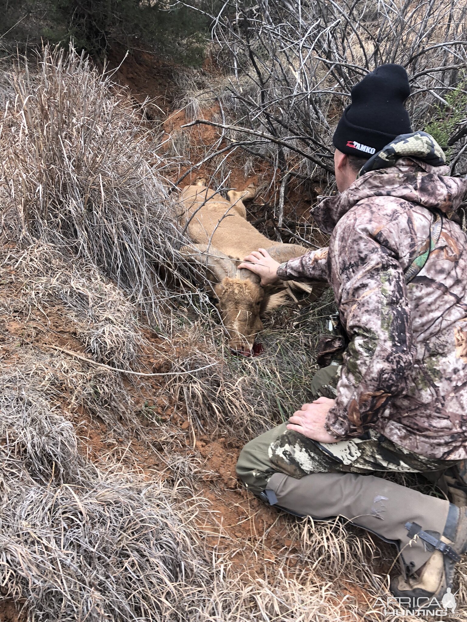 Texas USA Hunt Aoudad